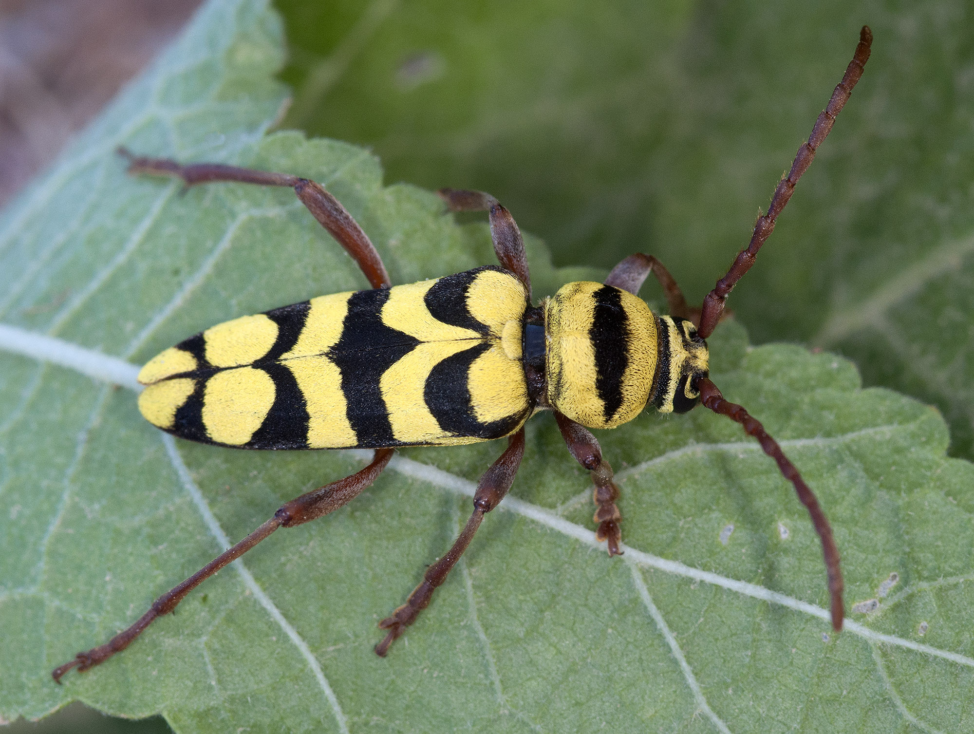 Neoplagionotus bobelayei huseyini