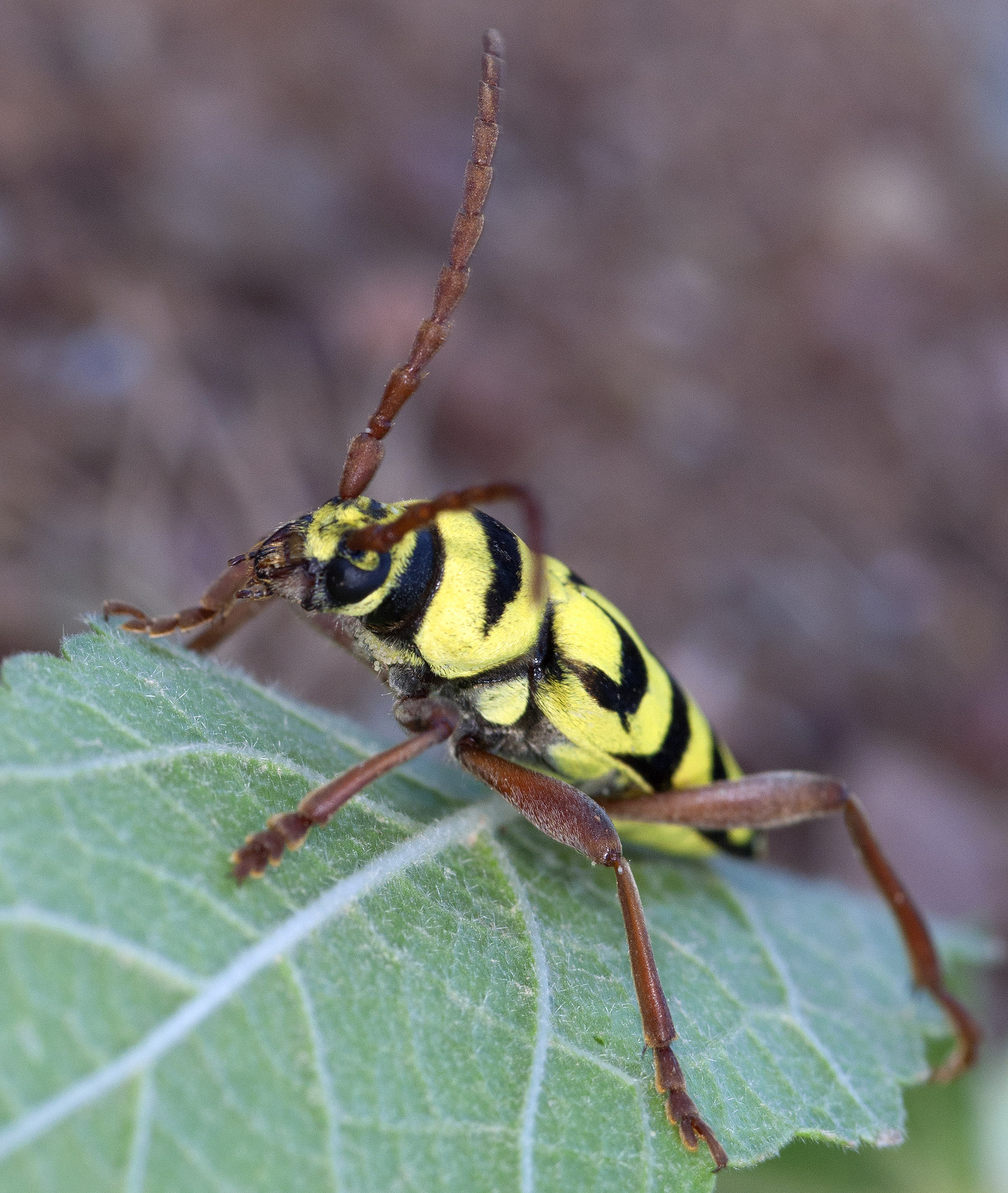 Neoplagionotus bobelayei huseyini