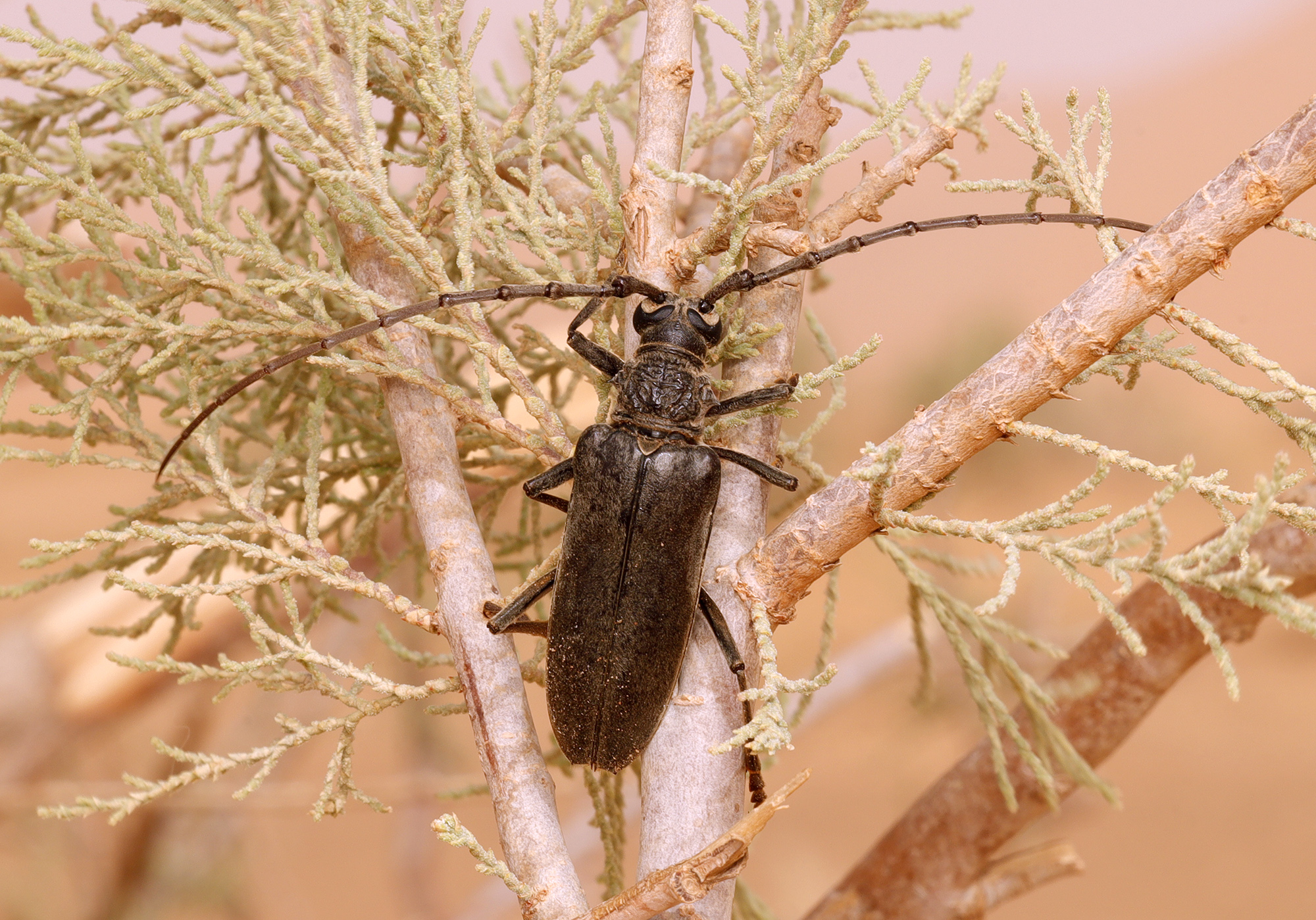 Neoplocaederus caroli