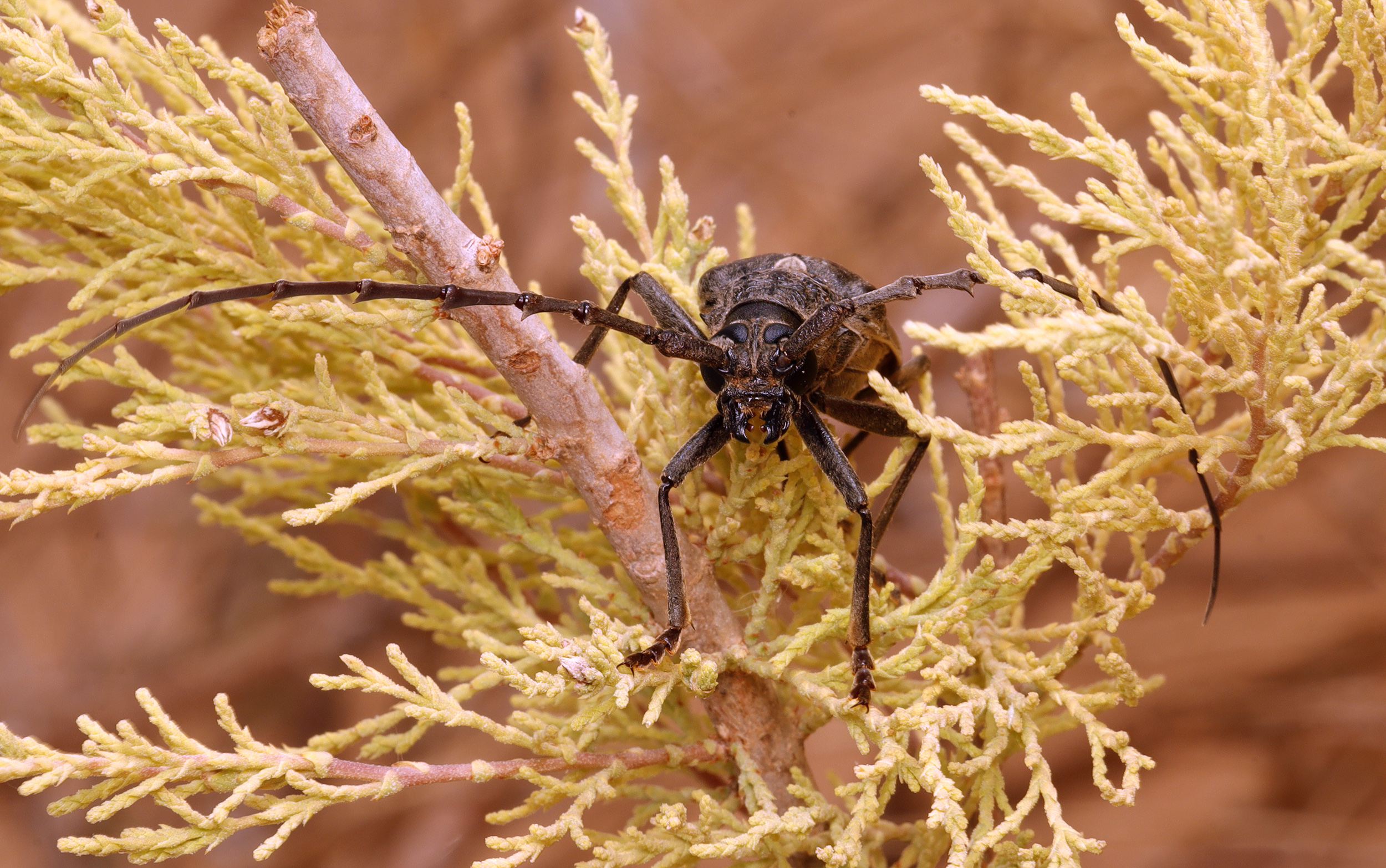 Neoplocaederus caroli