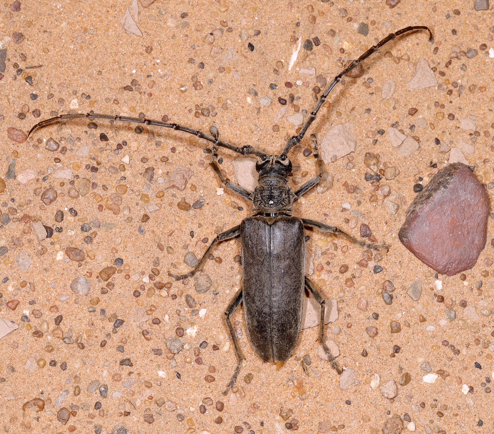 Neoplocaederus caroli