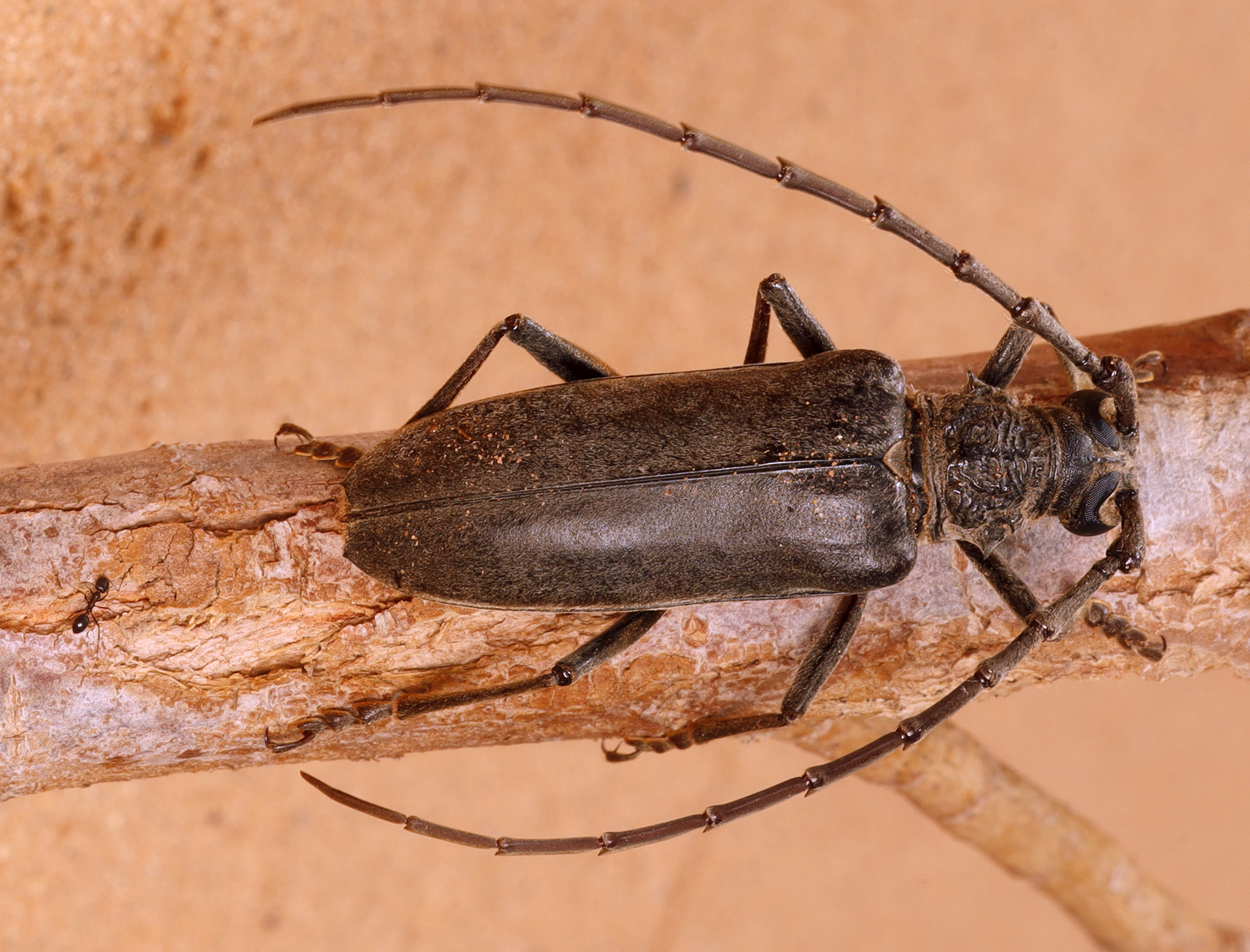 Neoplocaederus caroli