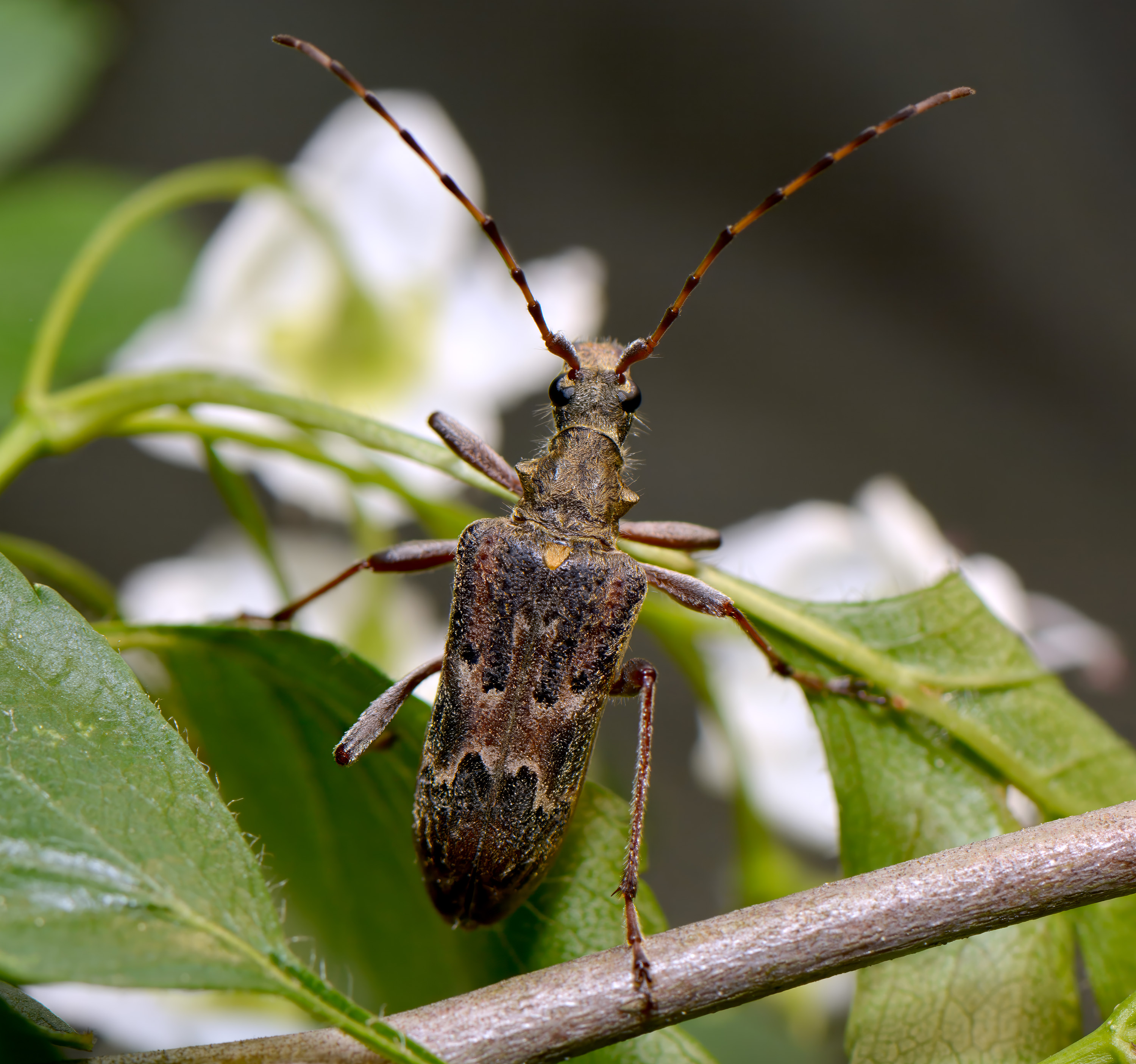 Neoxymirus mirabilis