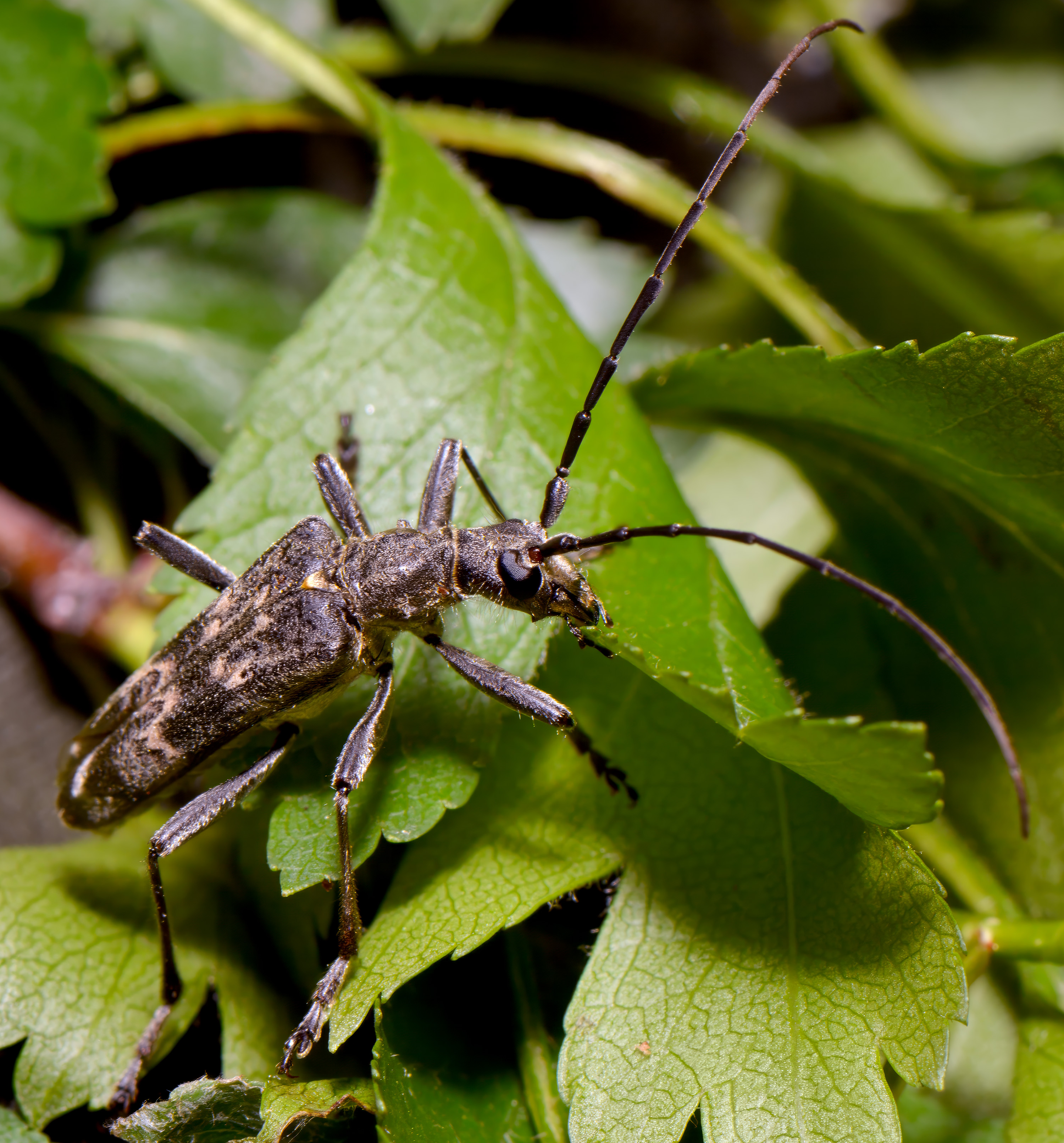 Neoxymirus mirabilis