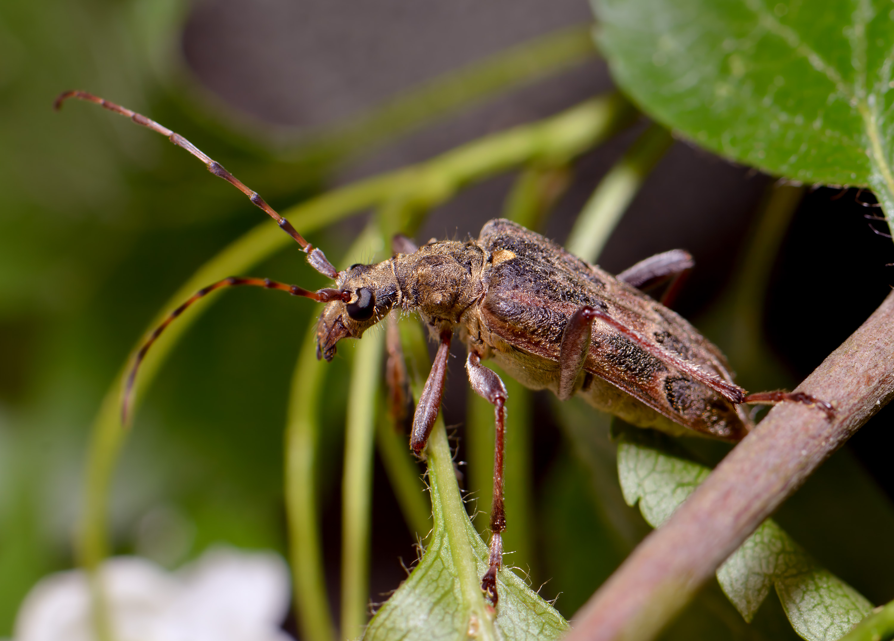 Neoxymirus mirabilis