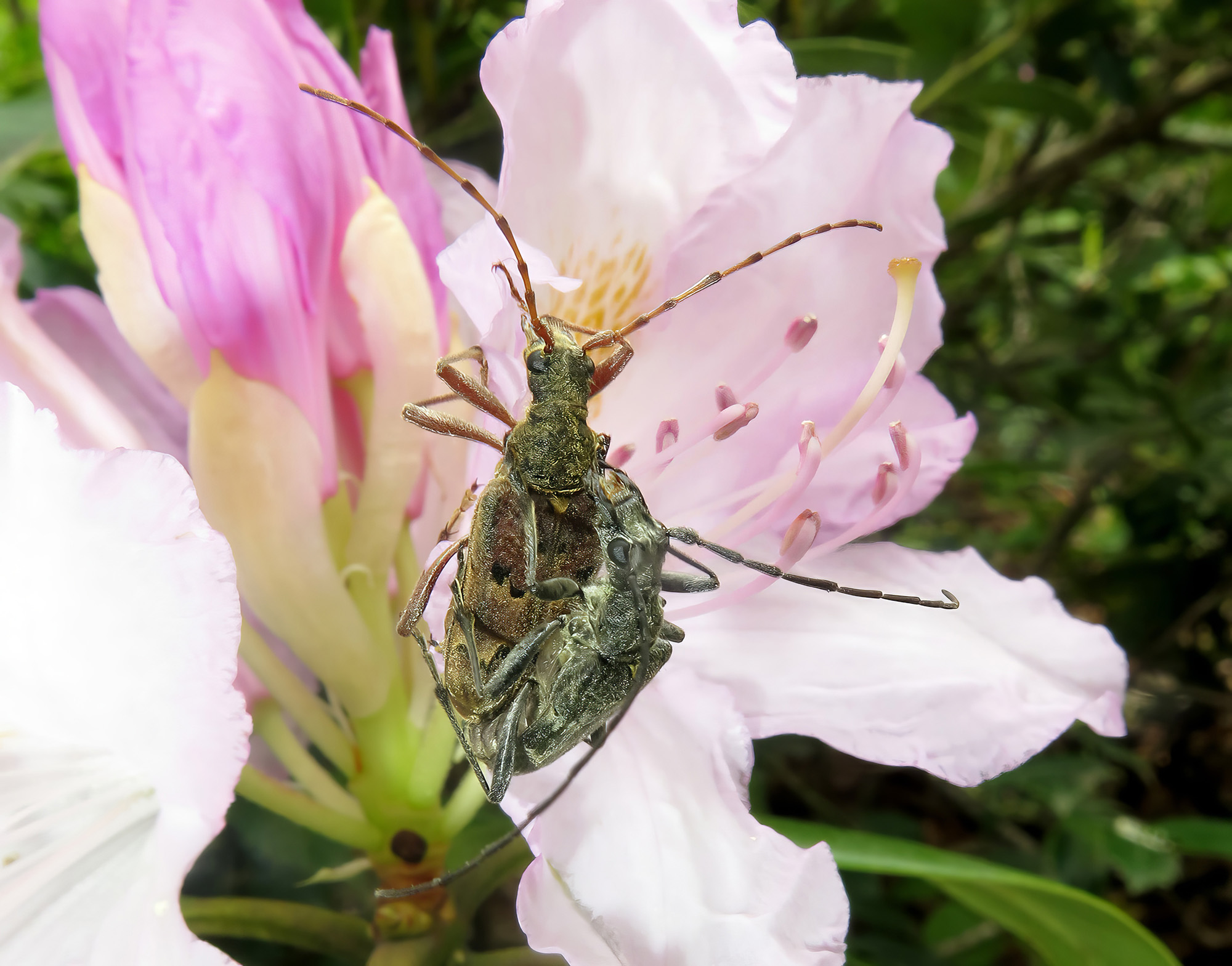 Neoxymirus mirabilis