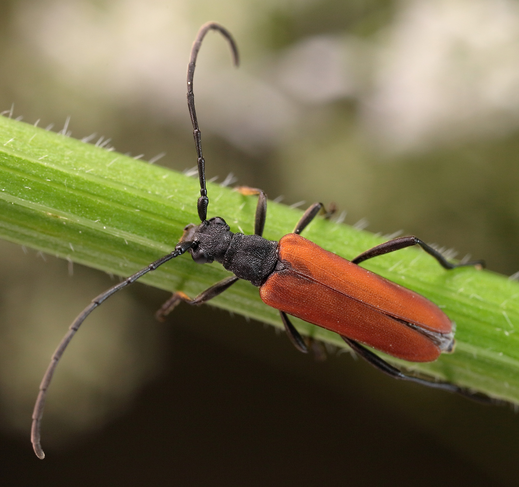 Nivellia sanguinosa