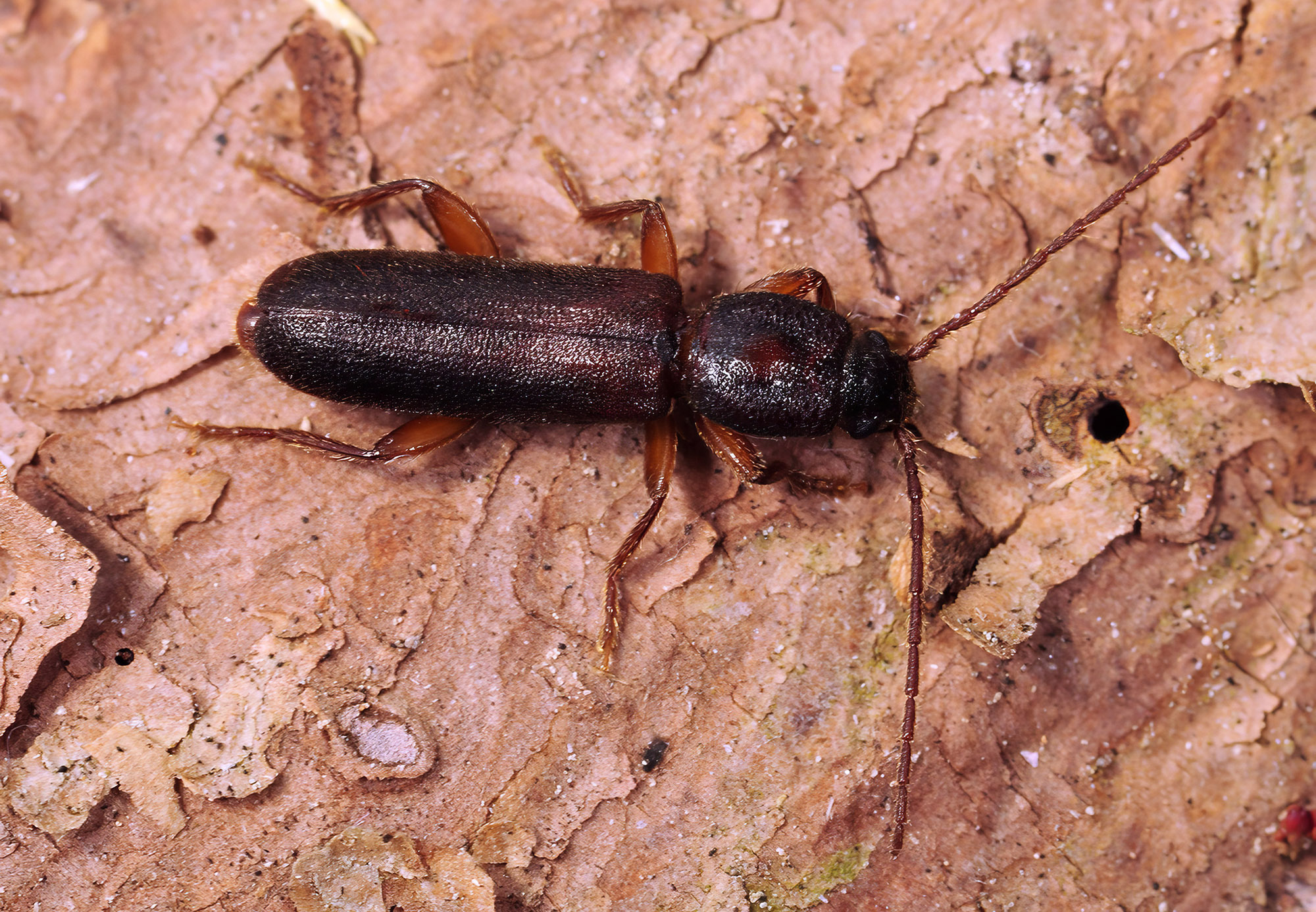 Nothorhina punctata