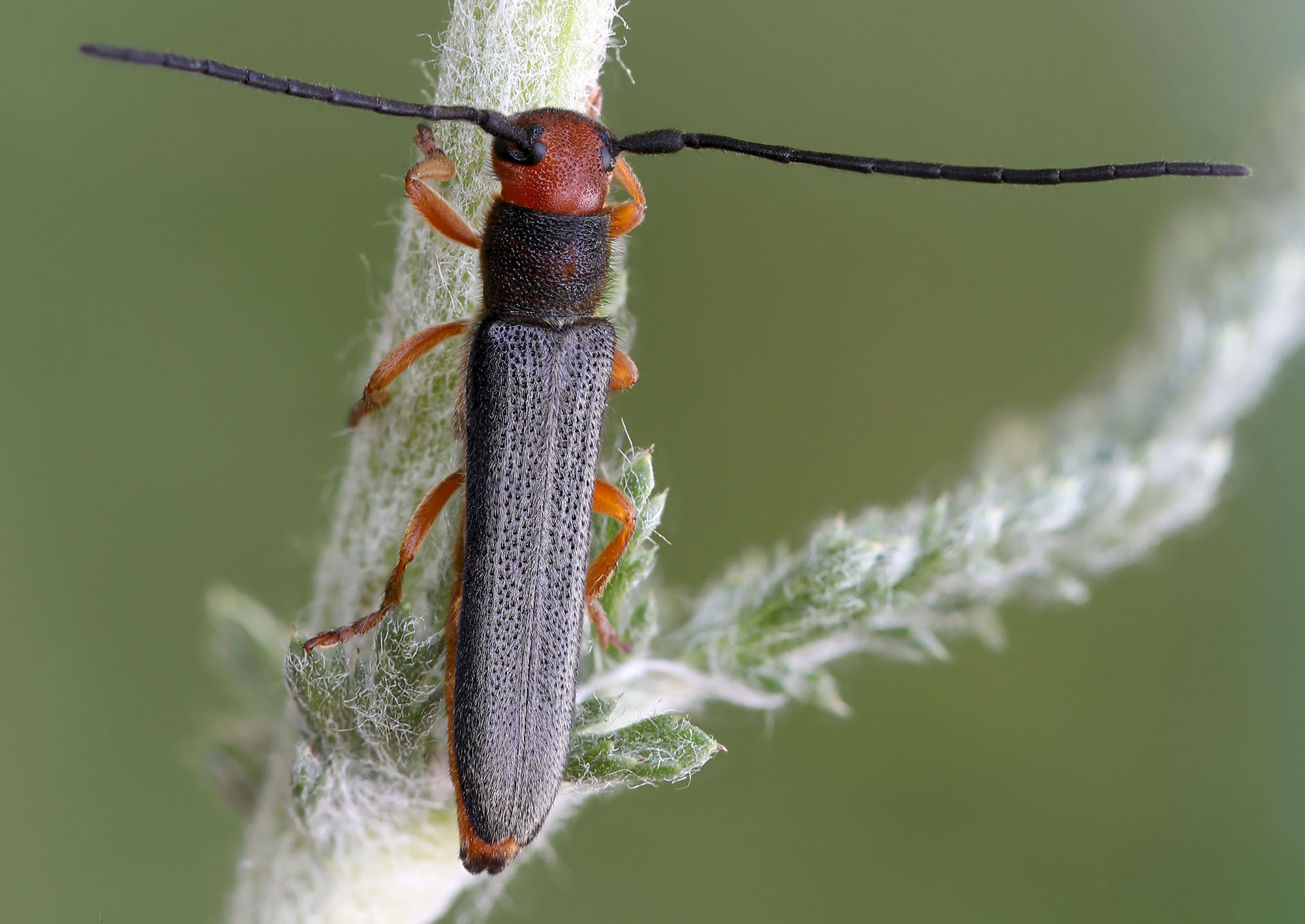 Oberea erythrocephala erythrocephala