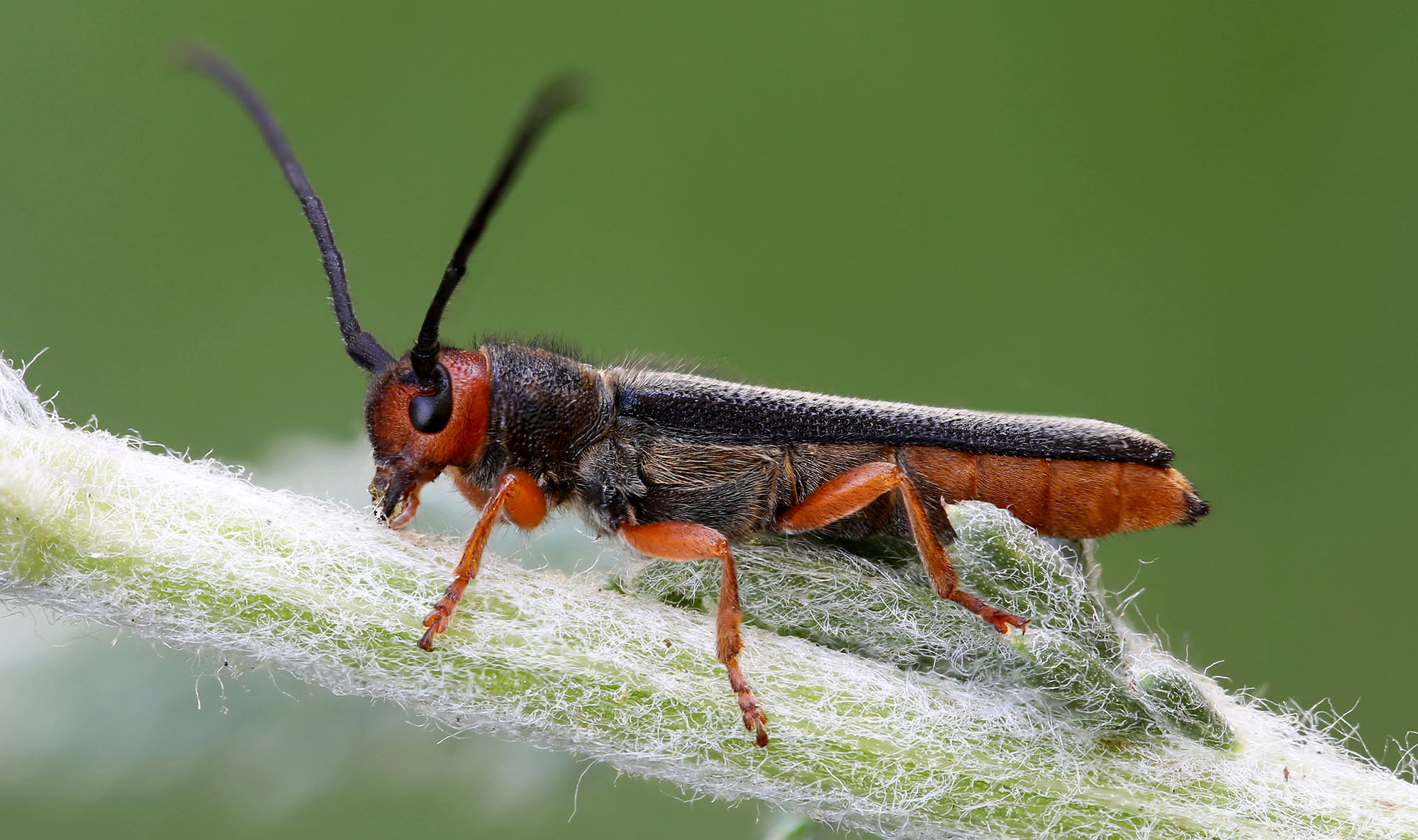 Oberea erythrocephala erythrocephala