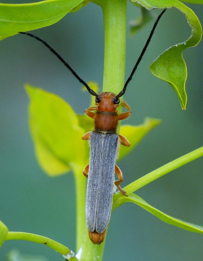 Oberea erythrocephala erythrocephala