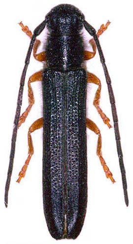 Oberea erythrocephala amanica