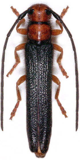 Oberea erythrocephala amanica