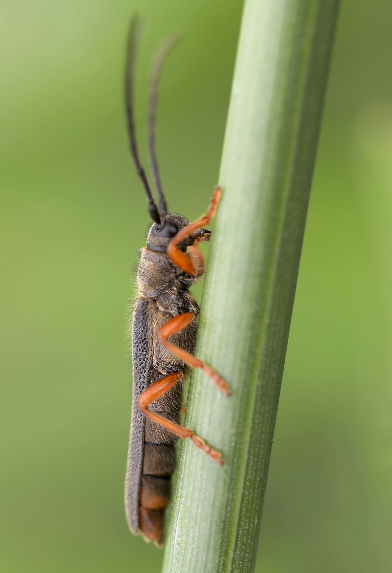 Oberea histrionis