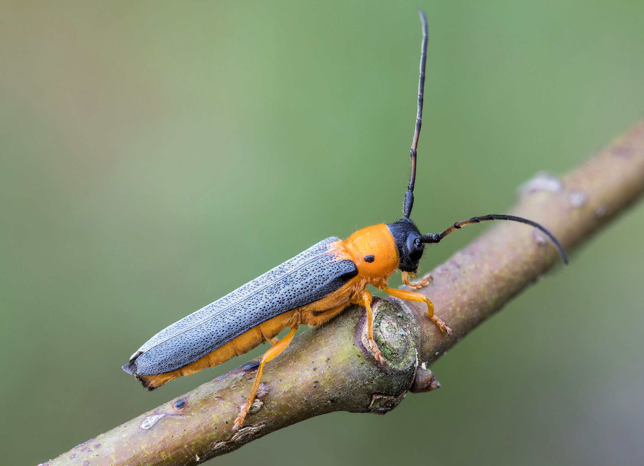 Oberea pupillata