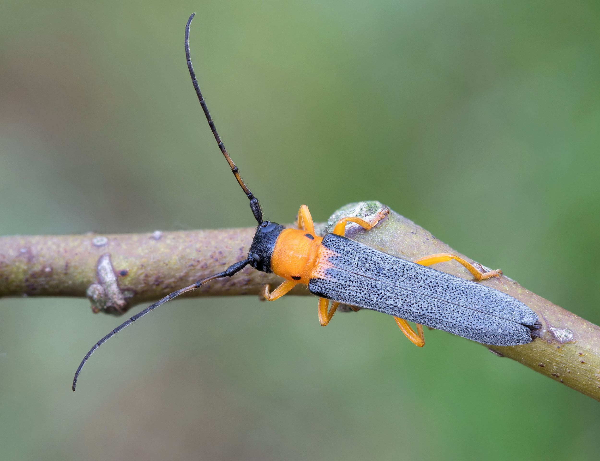 Oberea pupillata