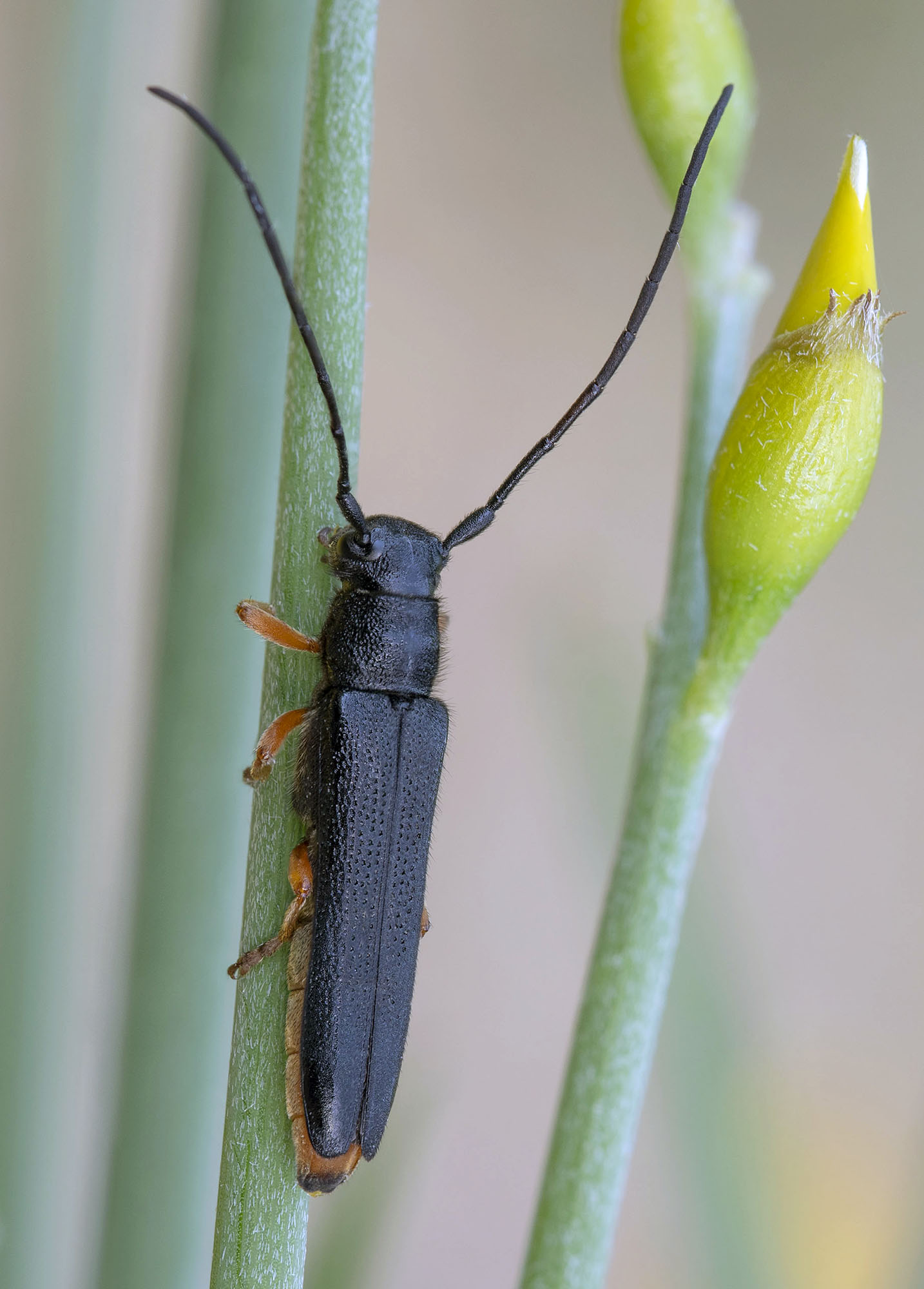 Oberea taygetana