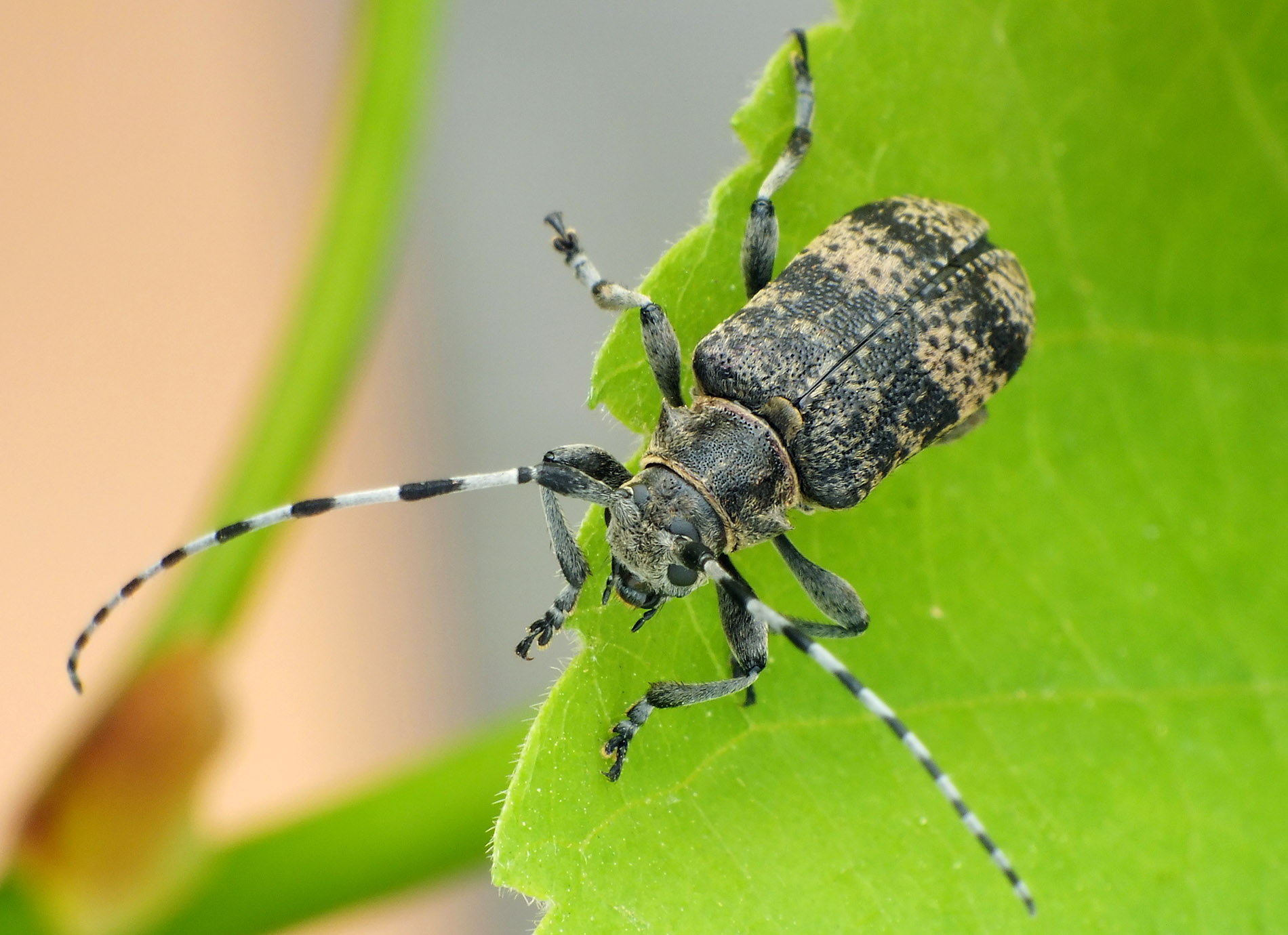 Oplosia cinerea