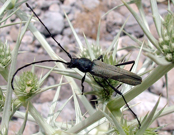 Osphranteria coerulescens