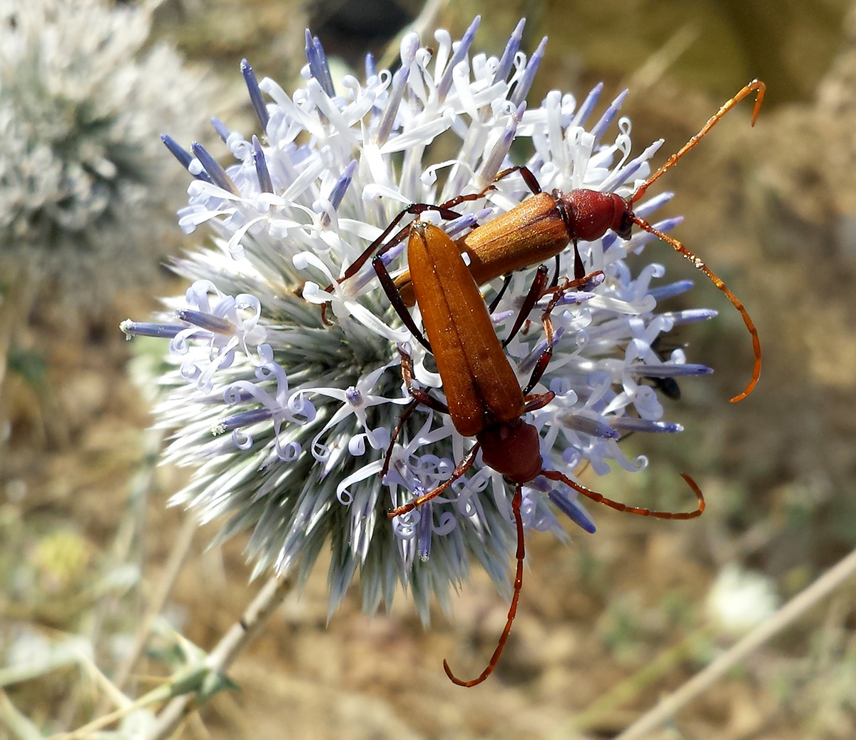 Osphranteria suaveolens