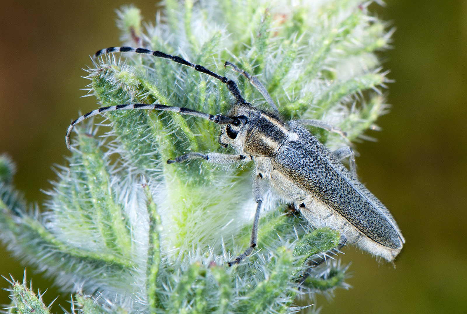 Oxylia argentata languida