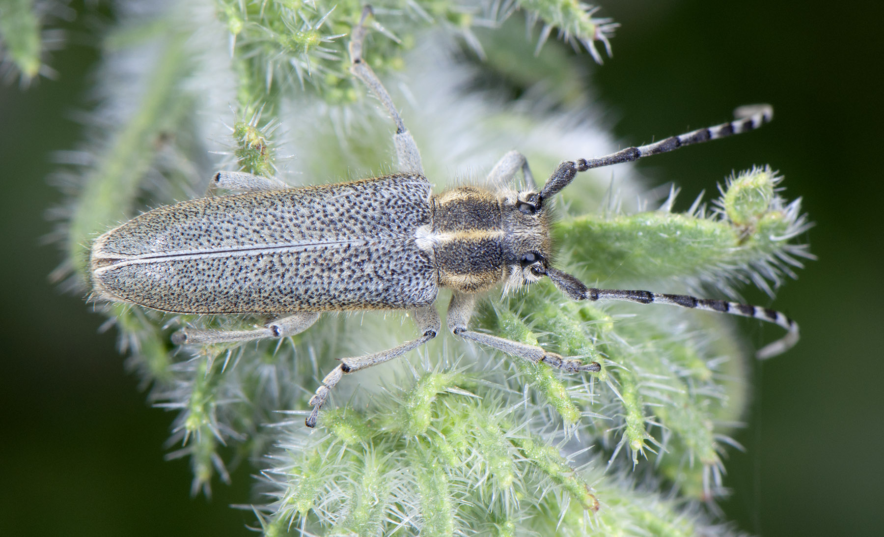 Oxylia argentata languida