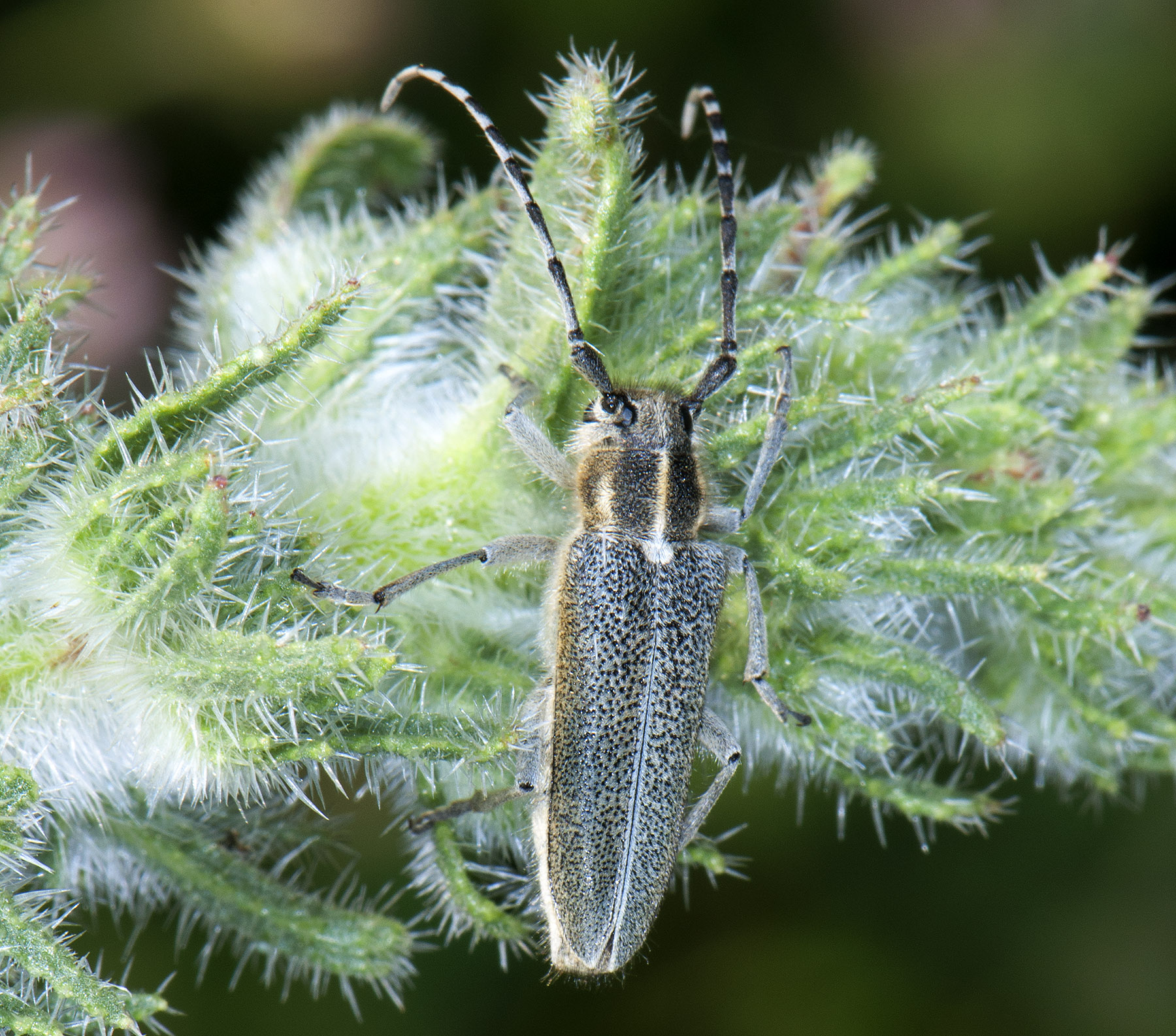 Oxylia argentata languida