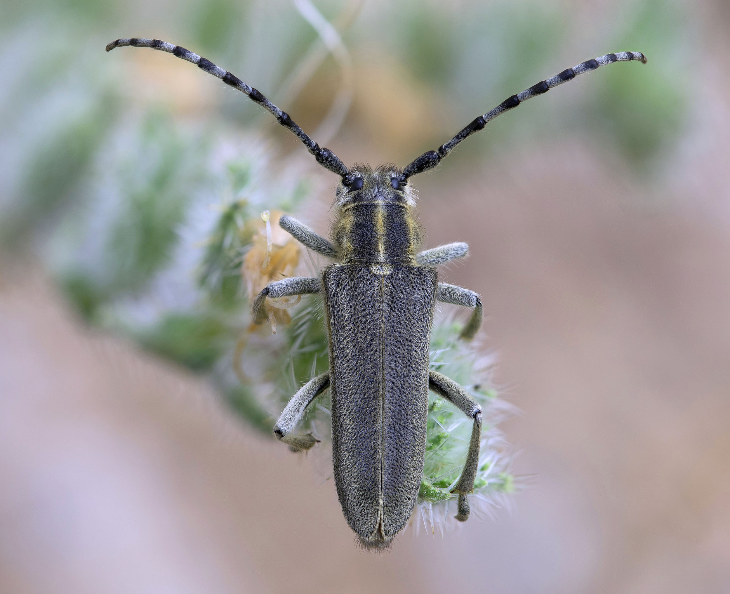 Oxylia duponchelii