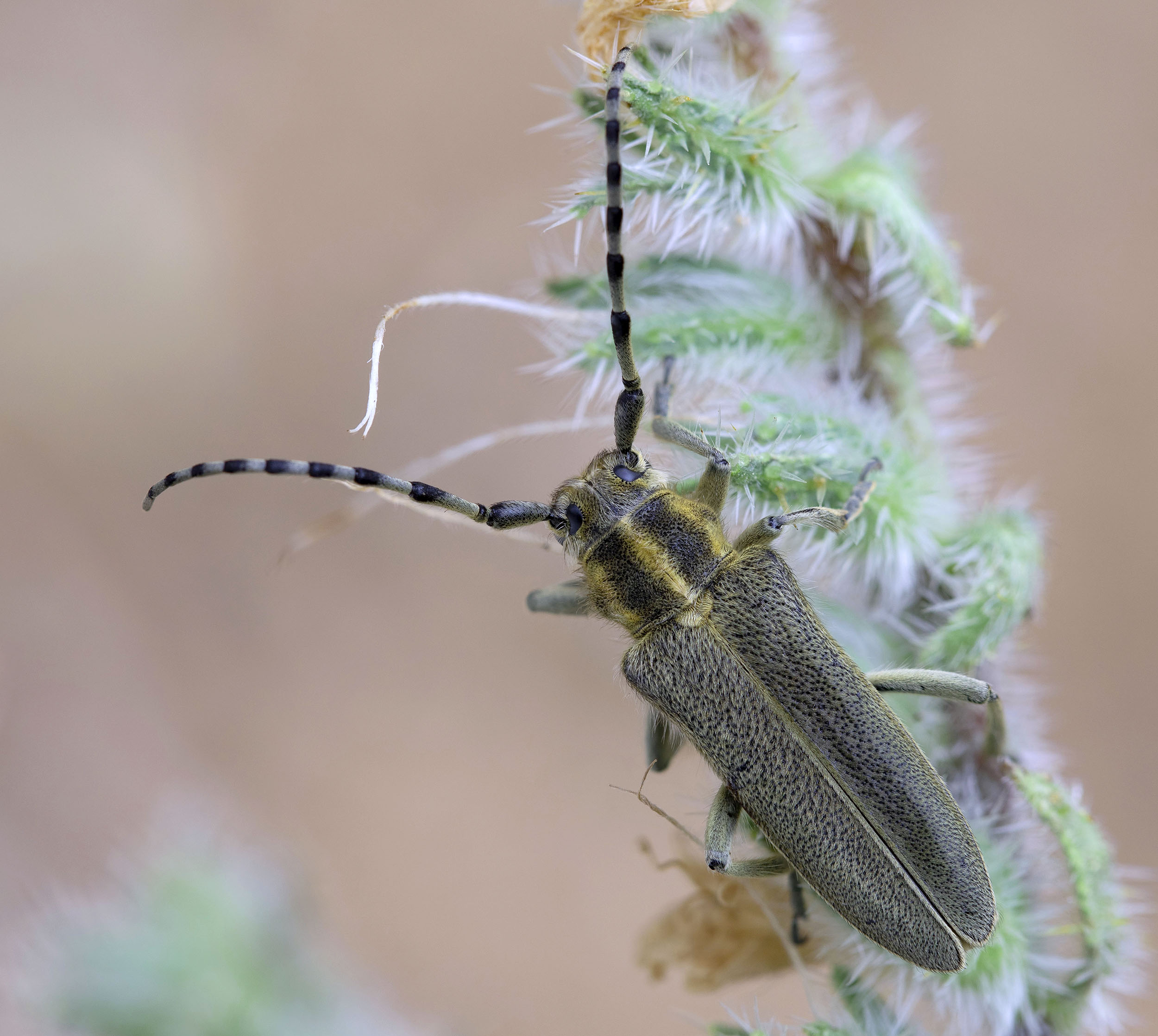 Oxylia duponchelii