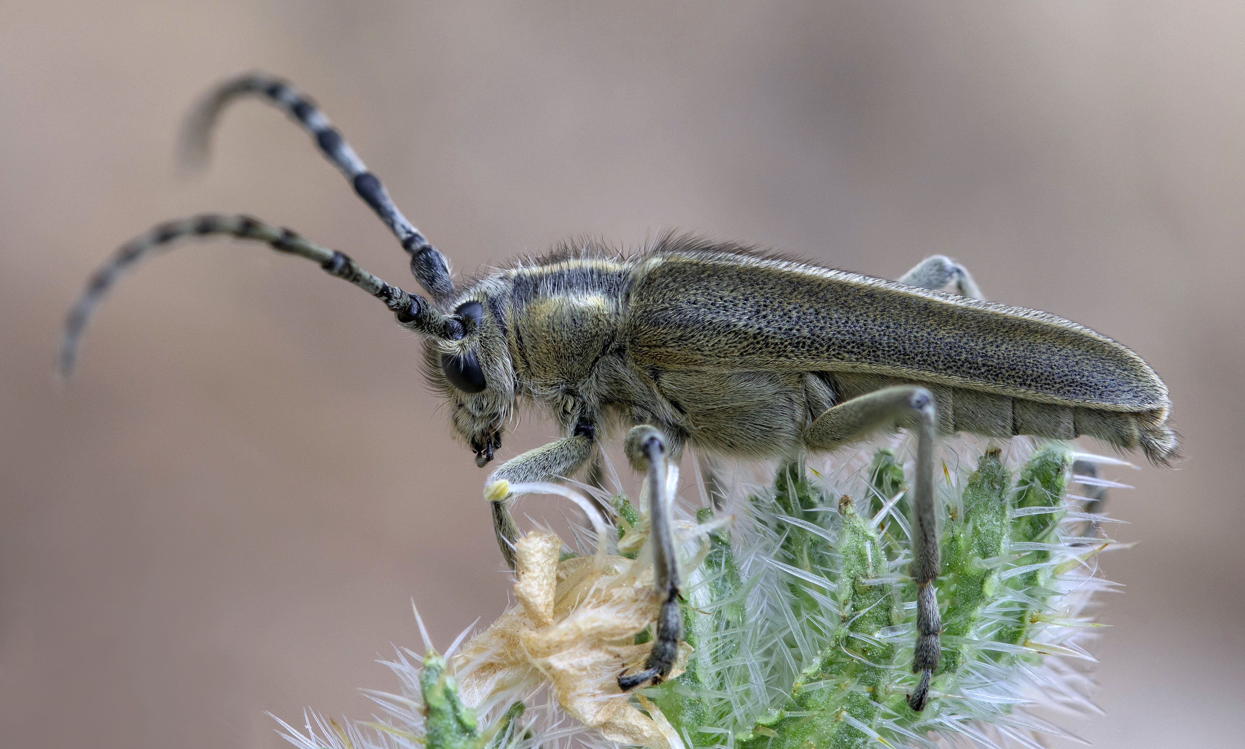 Oxylia duponchelii