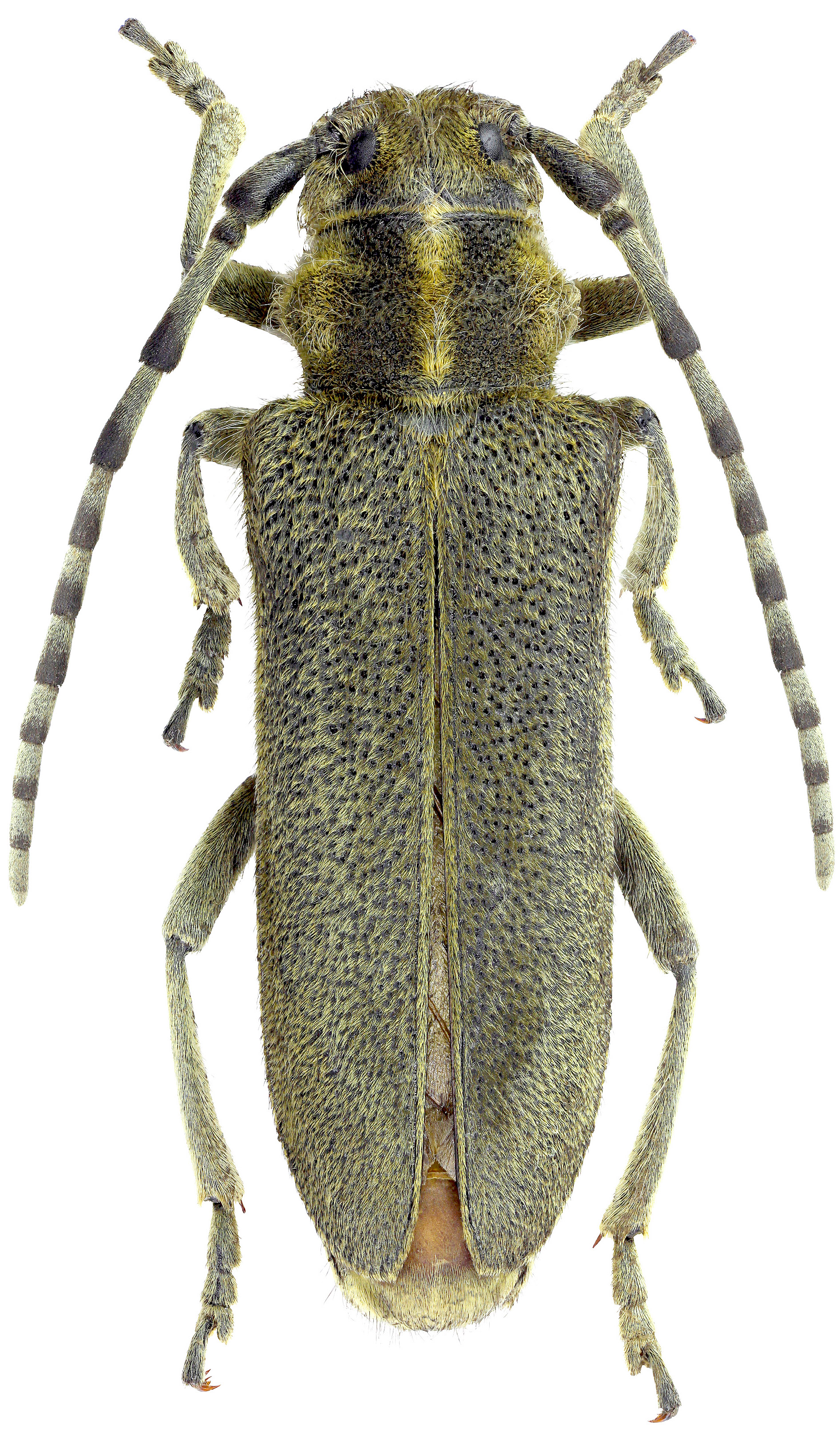 Oxylia duponchelii