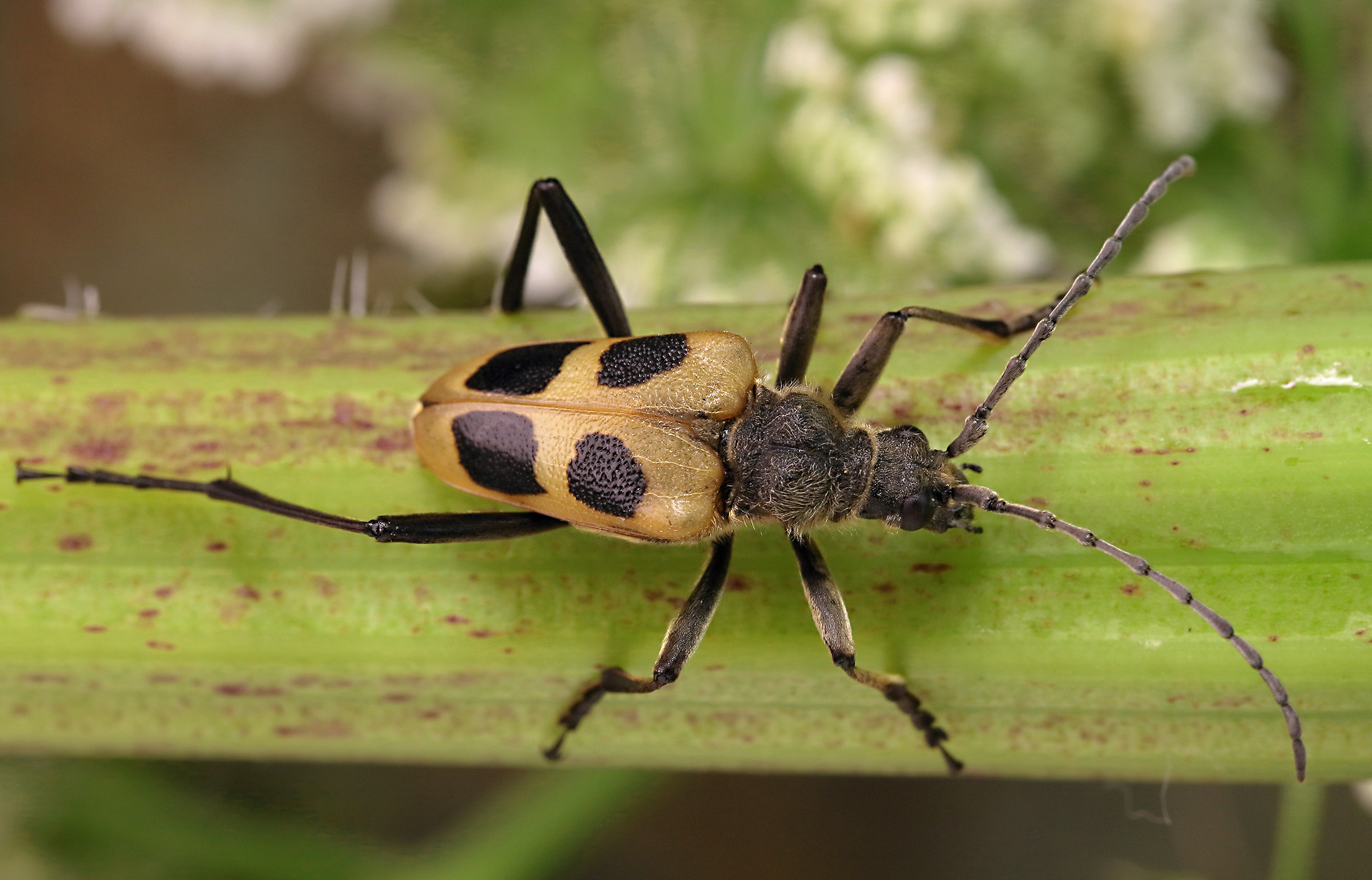 Pachyta quadrimaculata