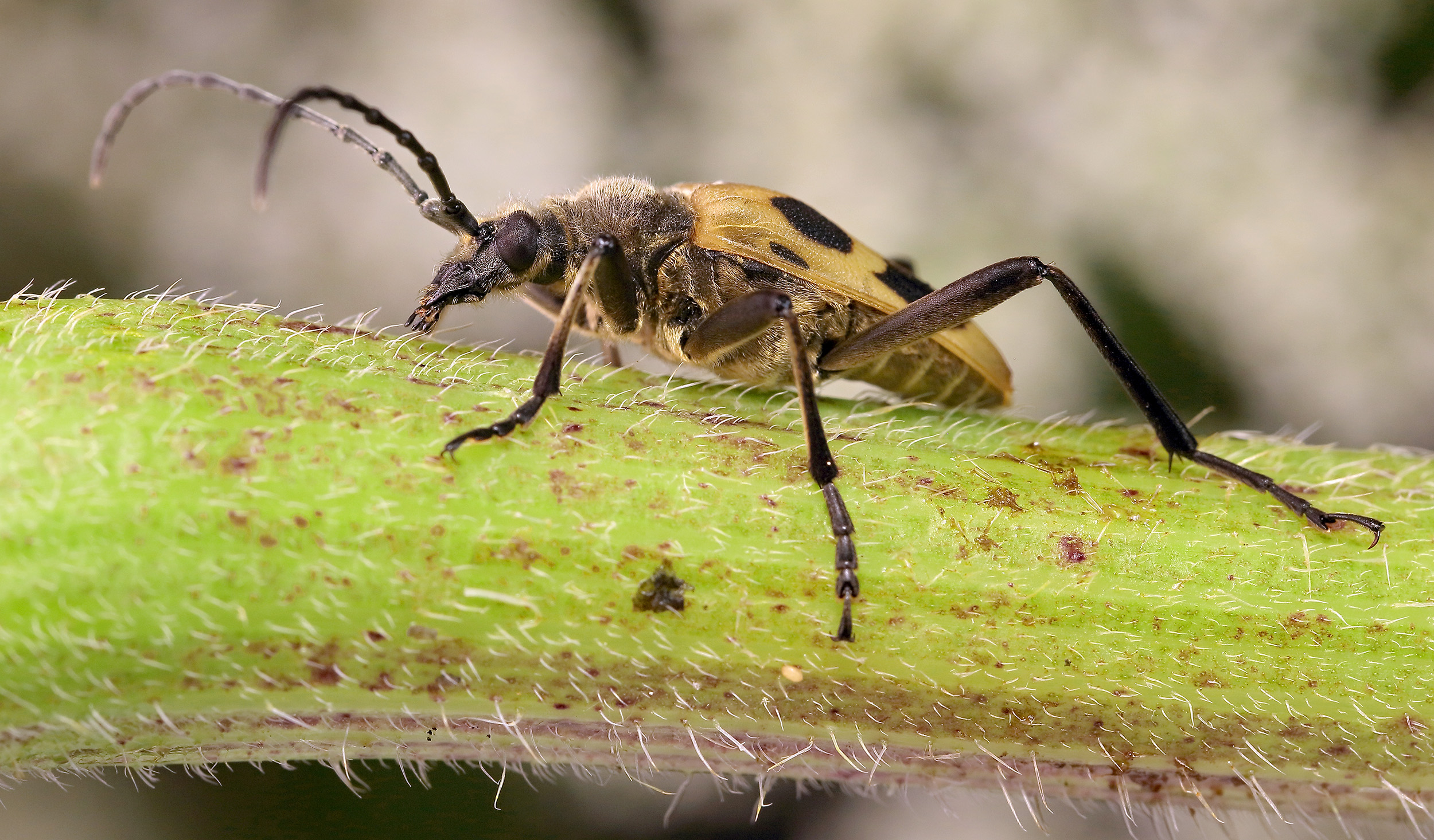 Pachyta quadrimaculata