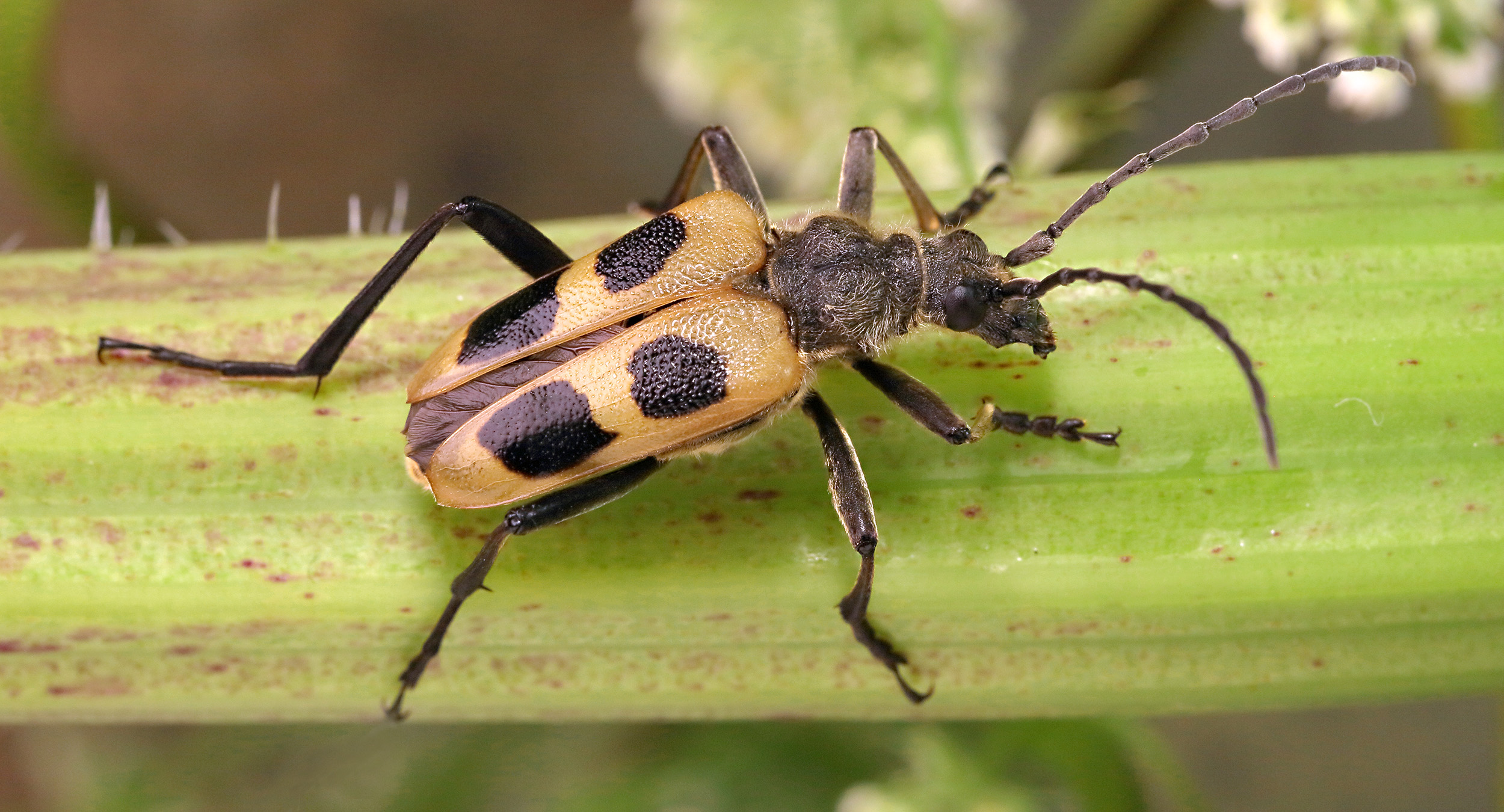 Pachyta quadrimaculata