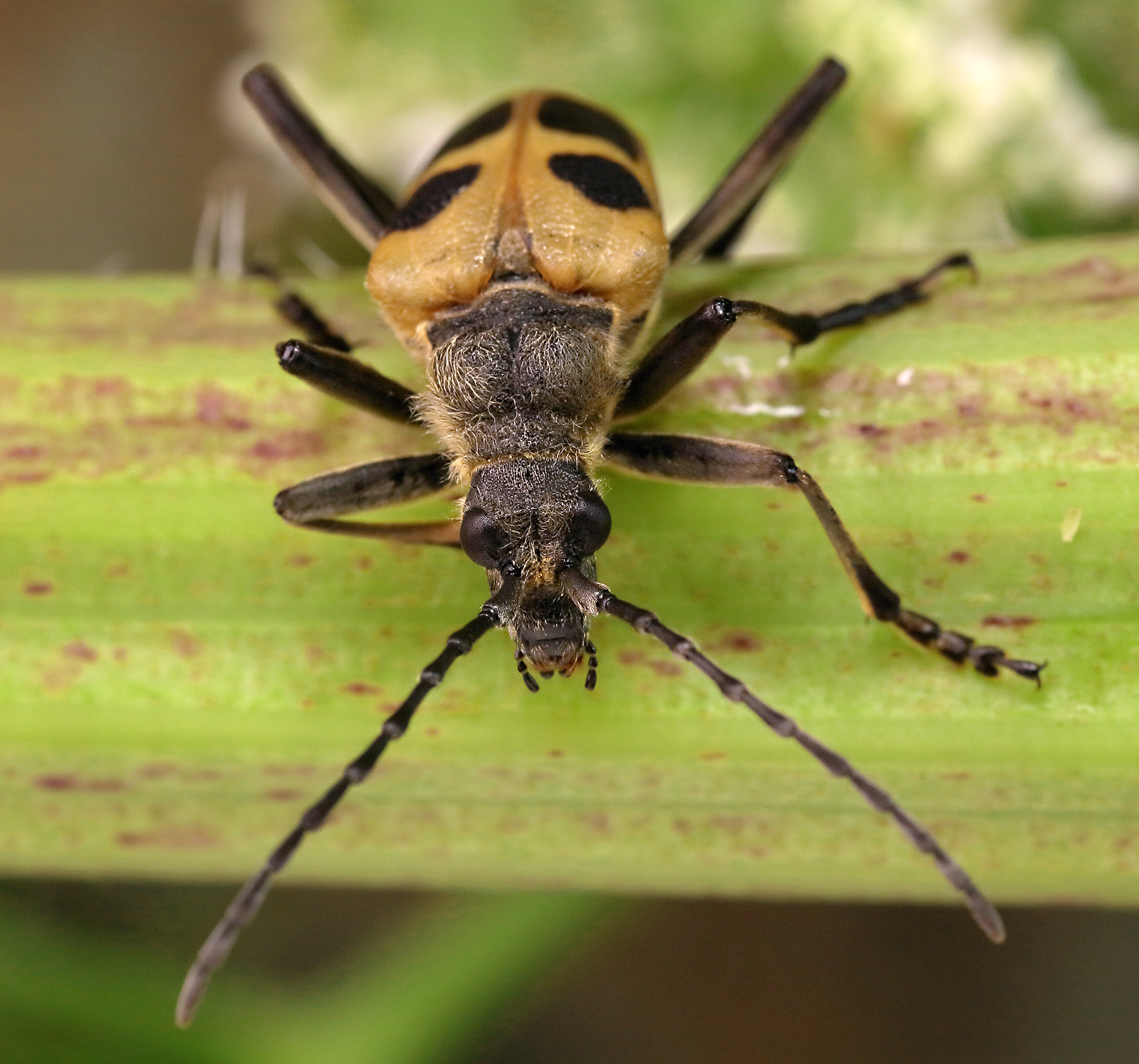 Pachyta quadrimaculata