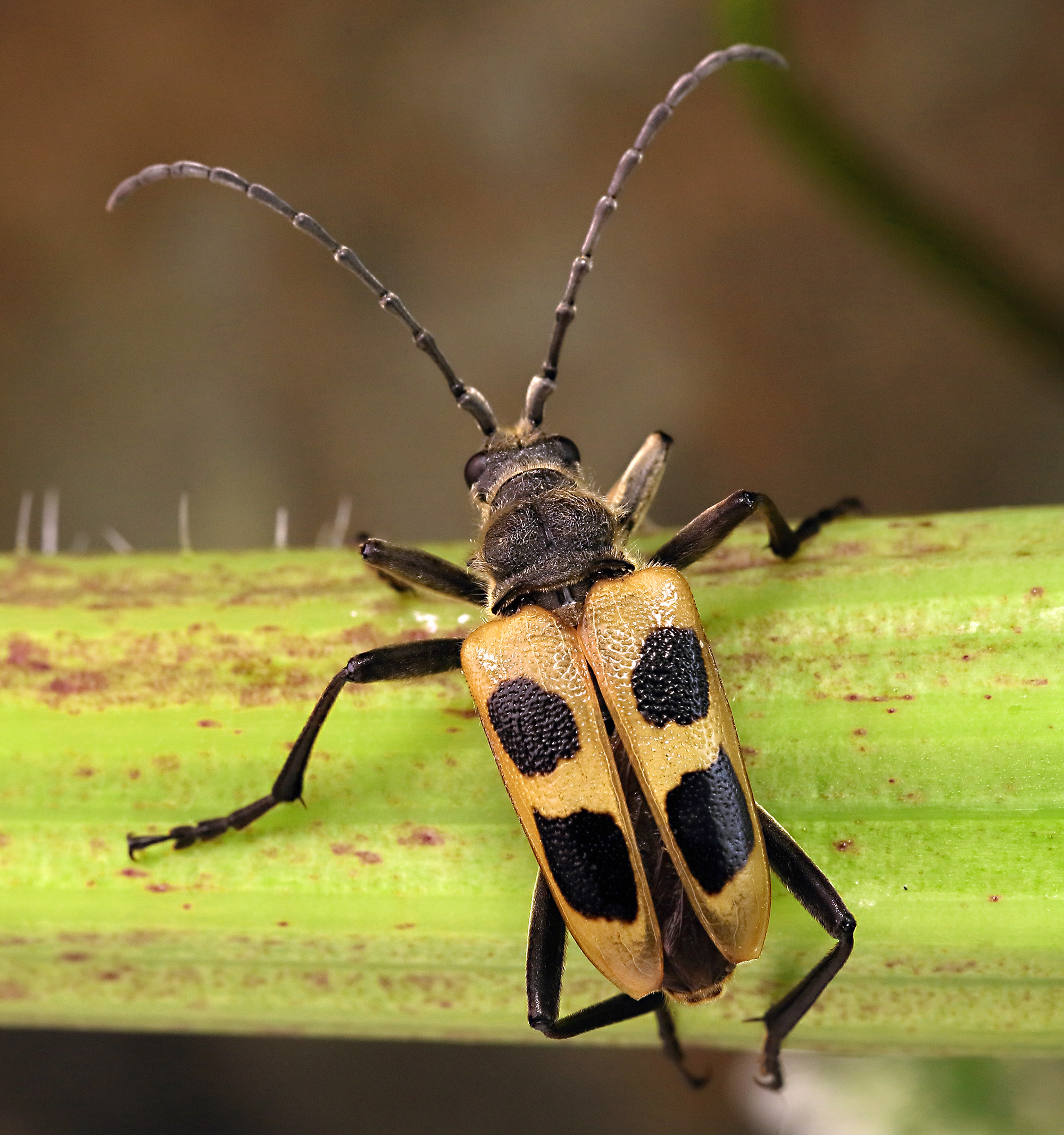 Pachyta quadrimaculata