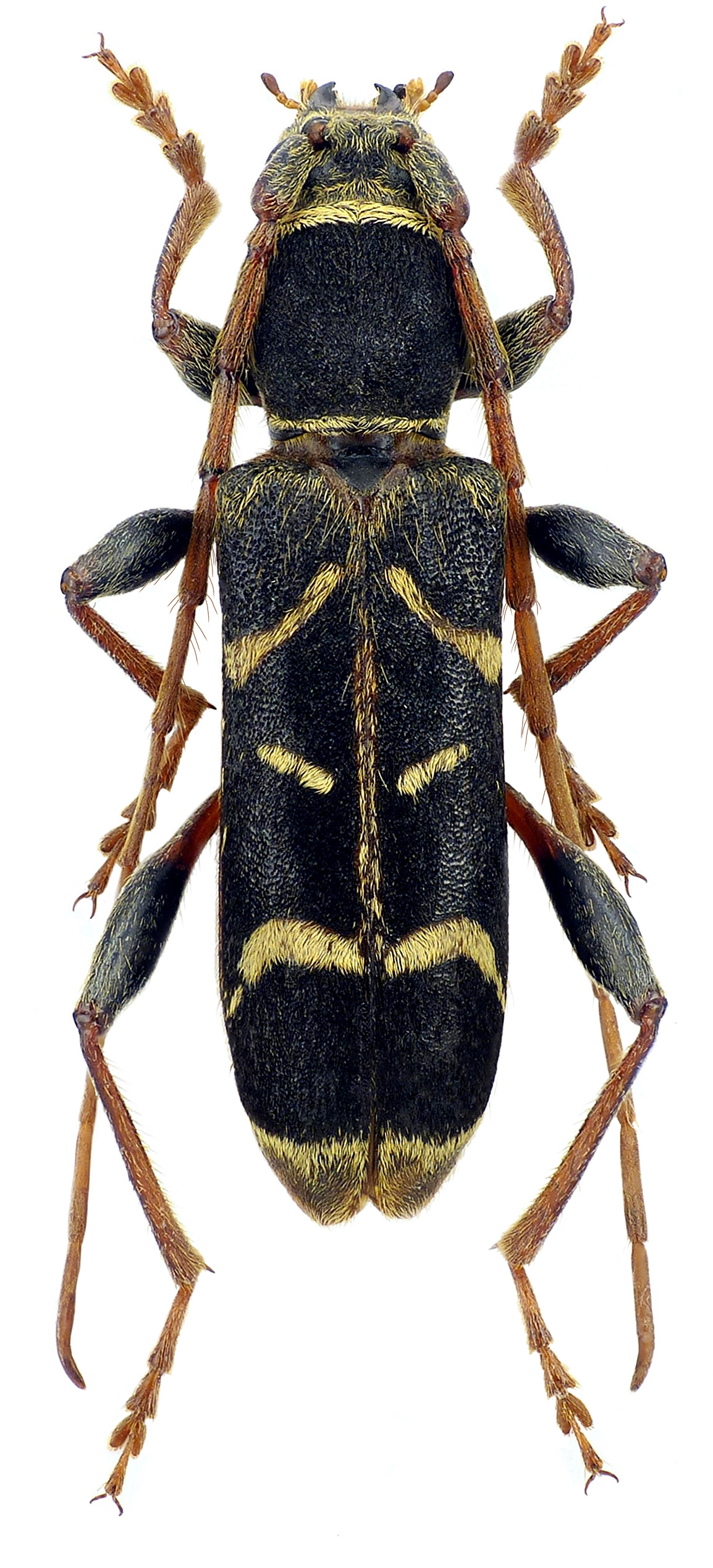 Paraclytus raddei