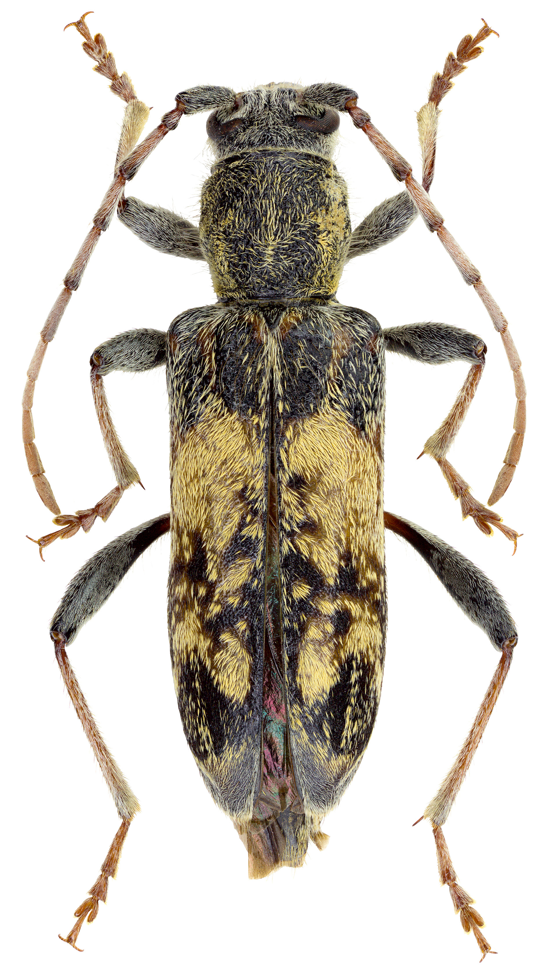 Paraclytus reitteri