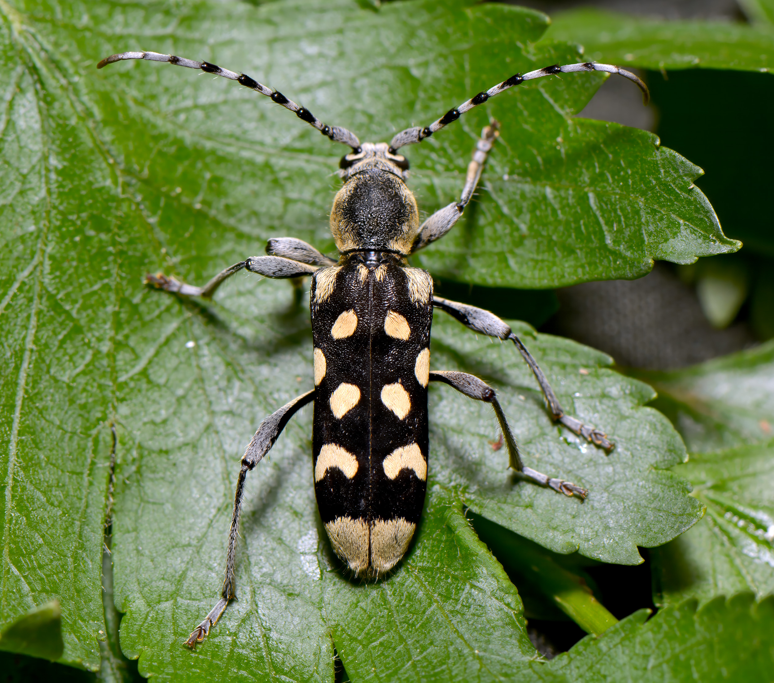 Paraclytus sexguttatus