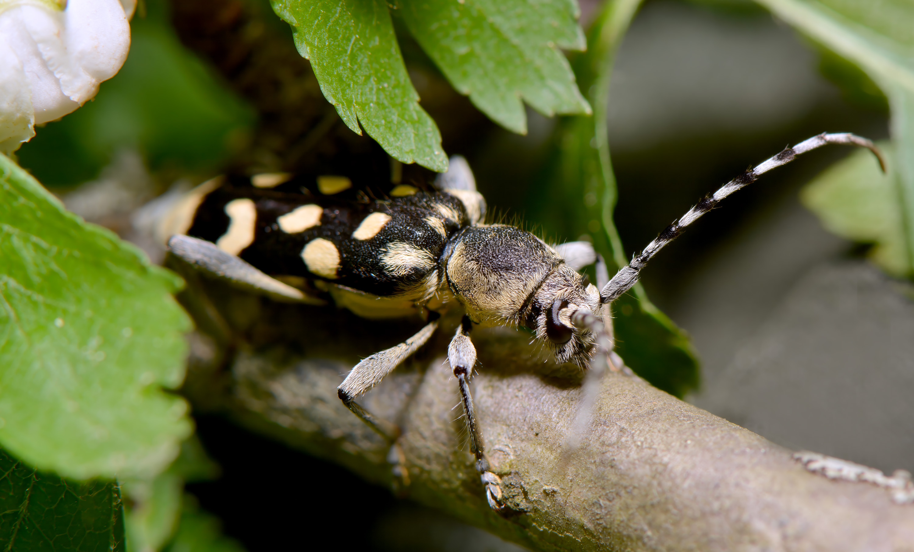 Paraclytus sexguttatus