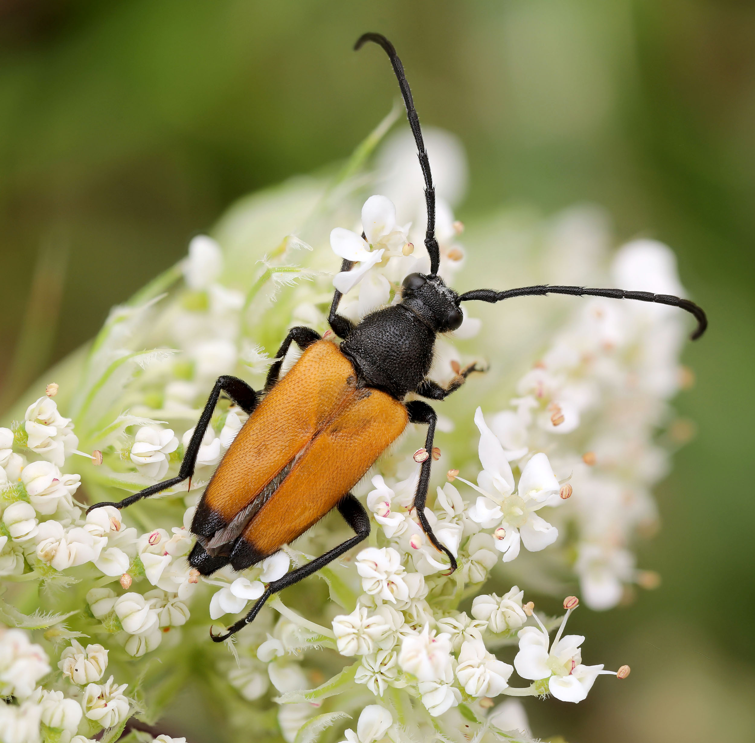 Paracorymbia fulva