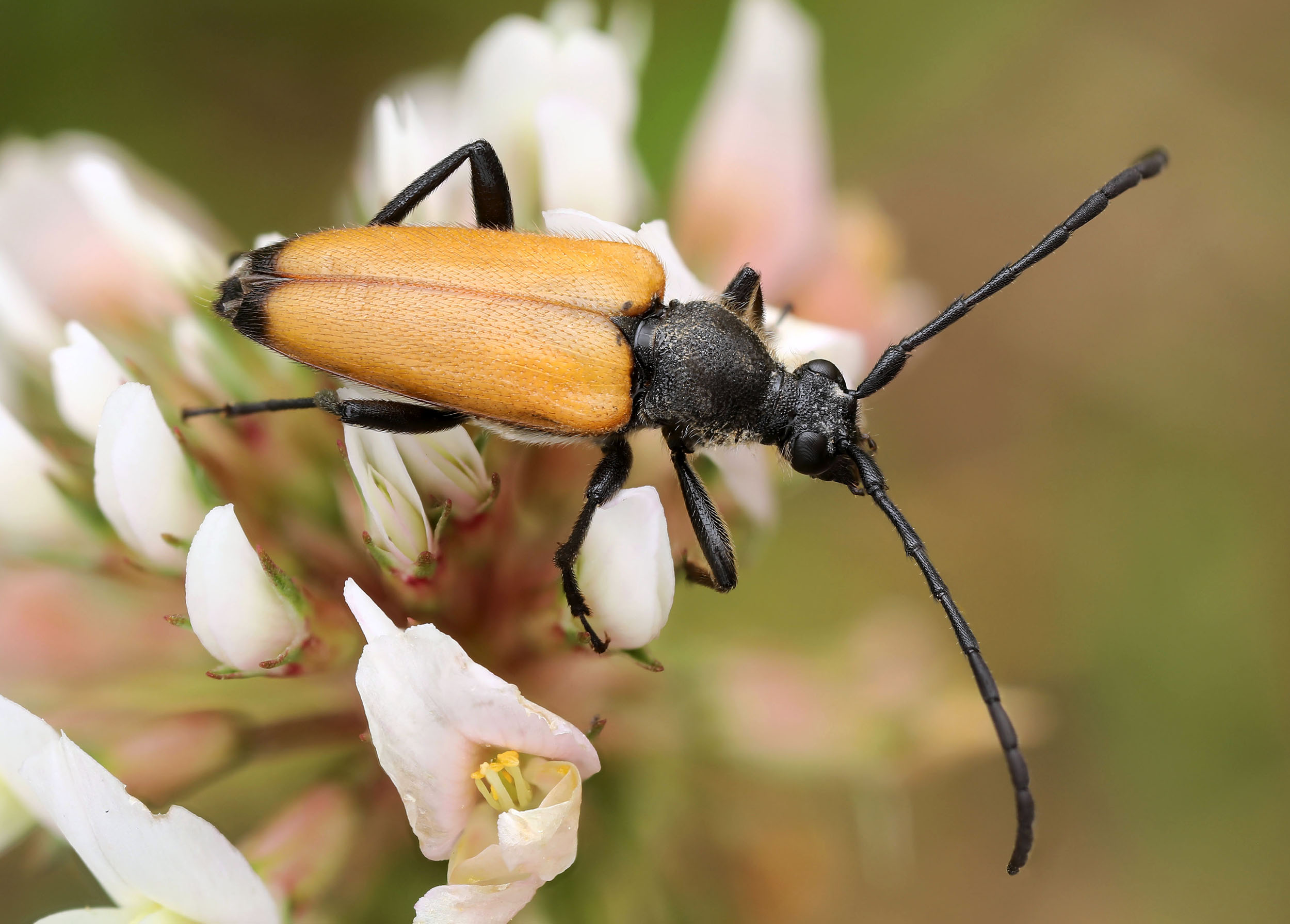 Paracorymbia fulva