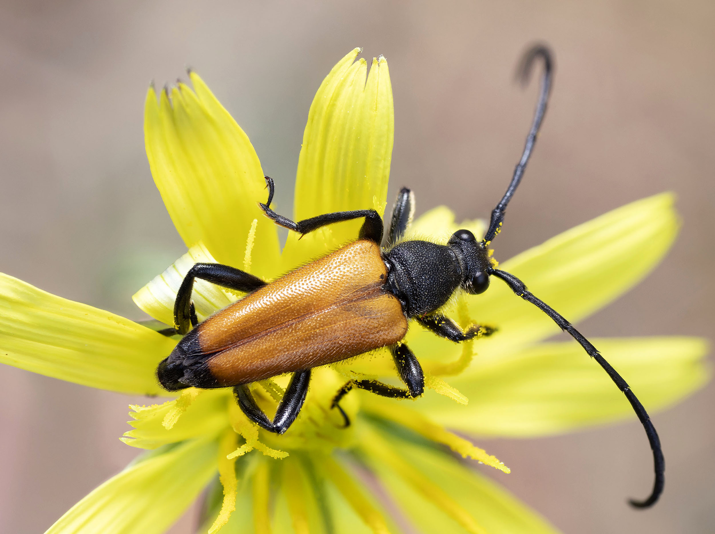 Paracorymbia fulva