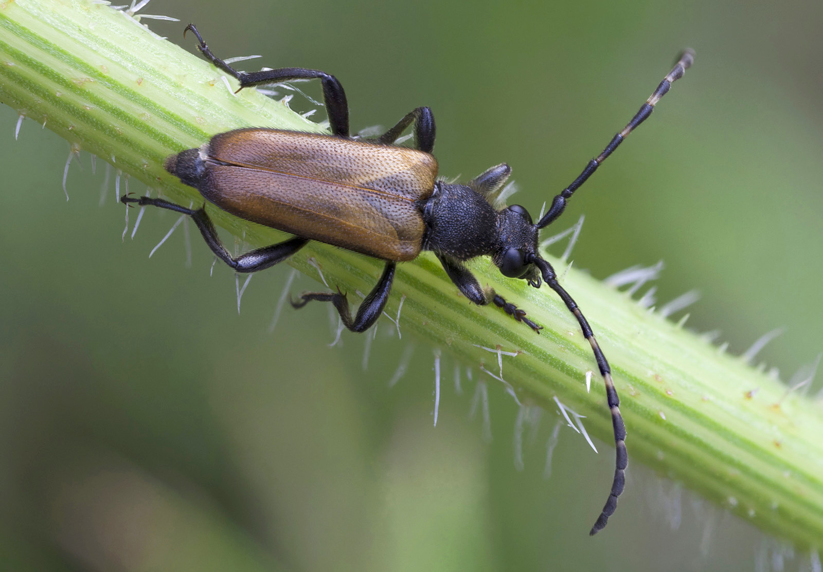 Paracorymbia maculicornis