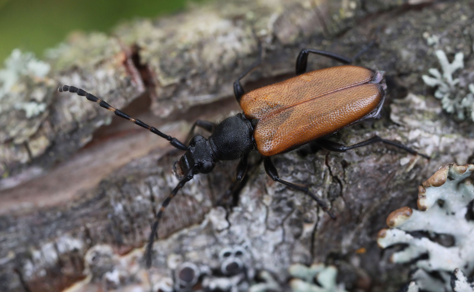 Paracorymbia maculicornis