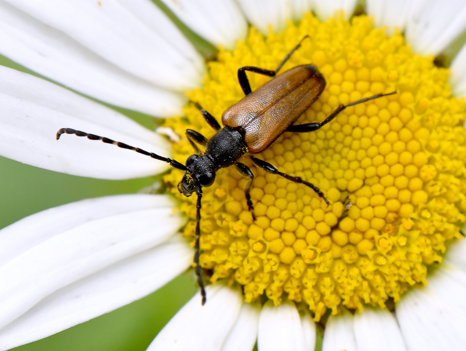 Paracorymbia maculicornis