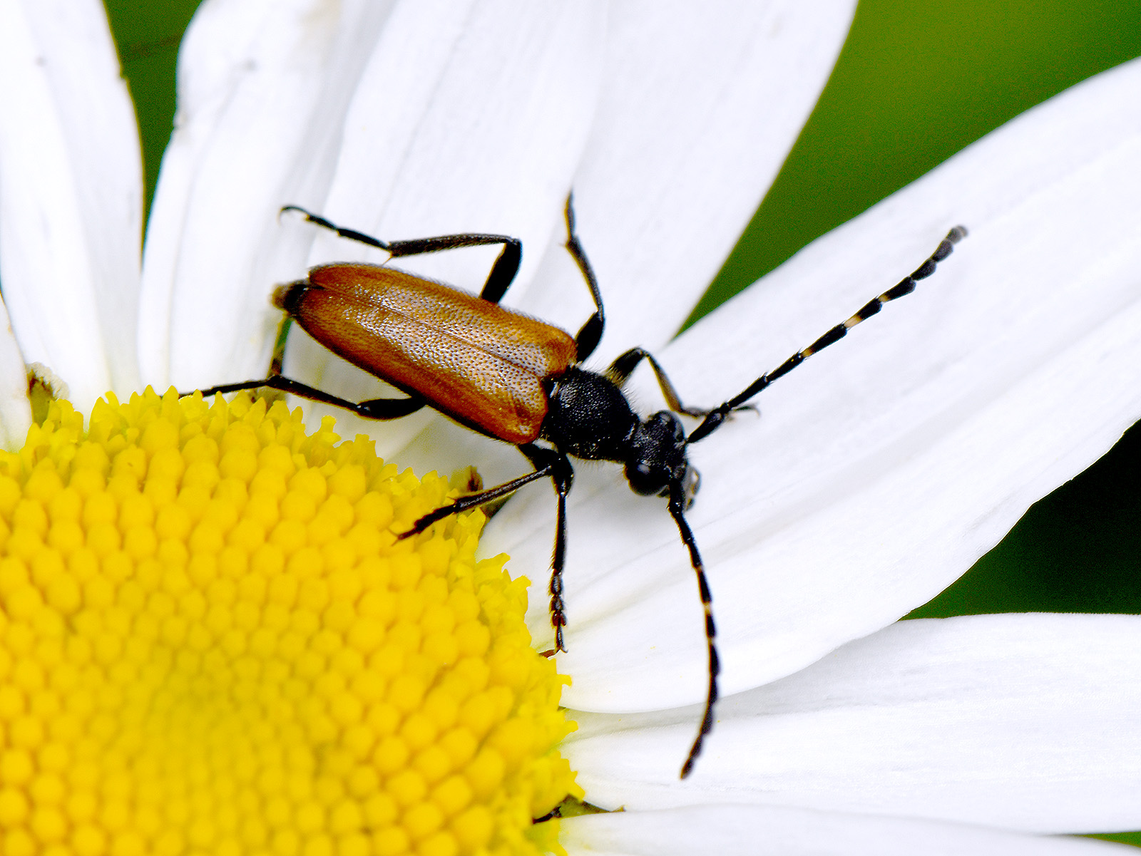 Paracorymbia maculicornis