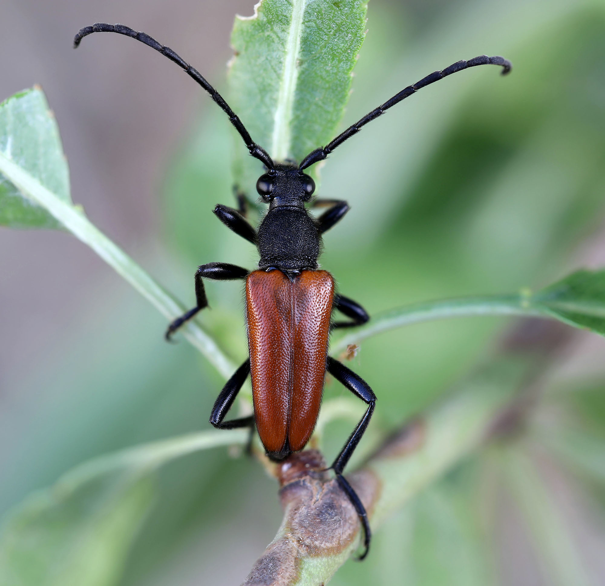 Paracorymbia pallens