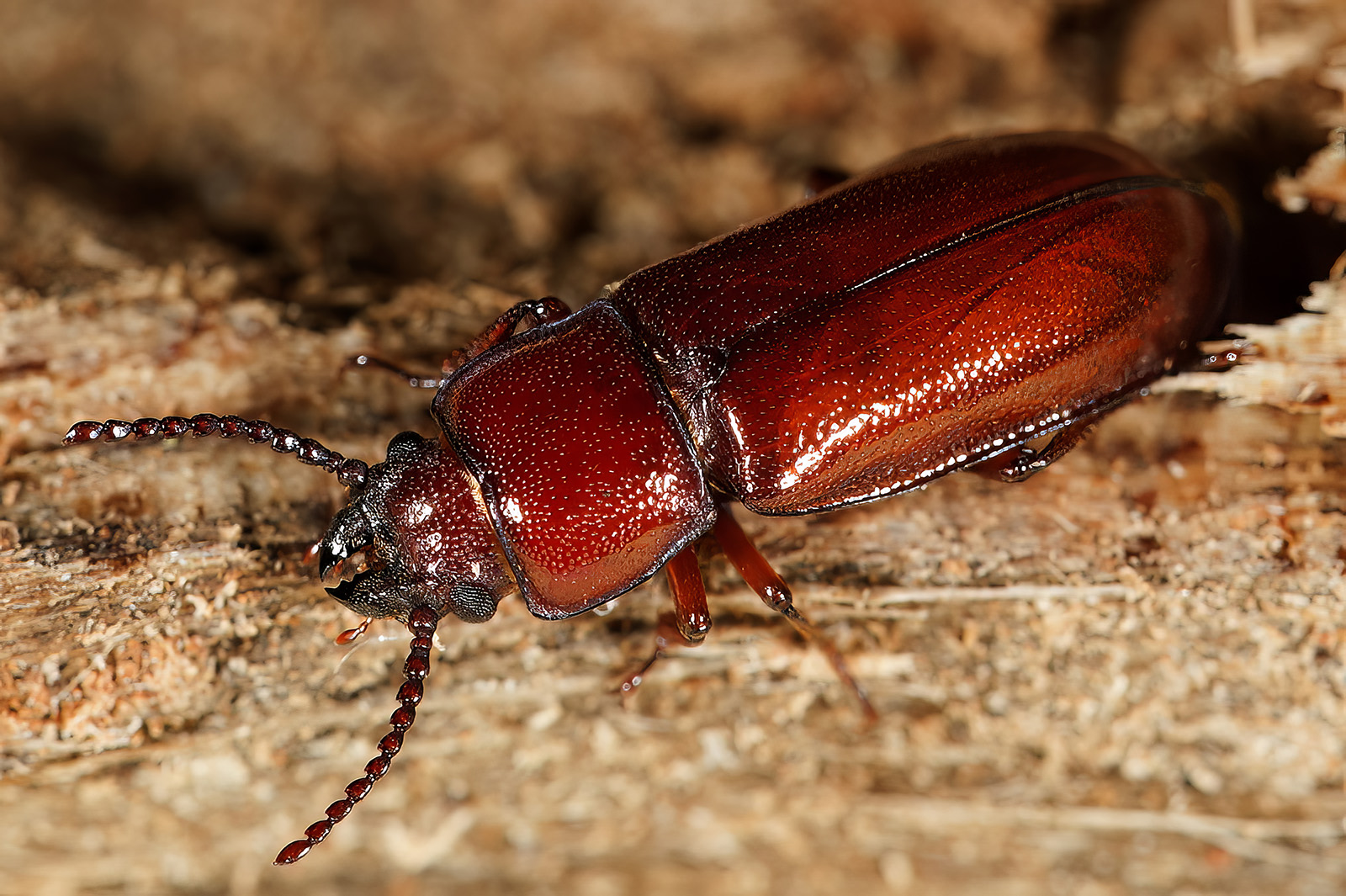 Parandra brunnea