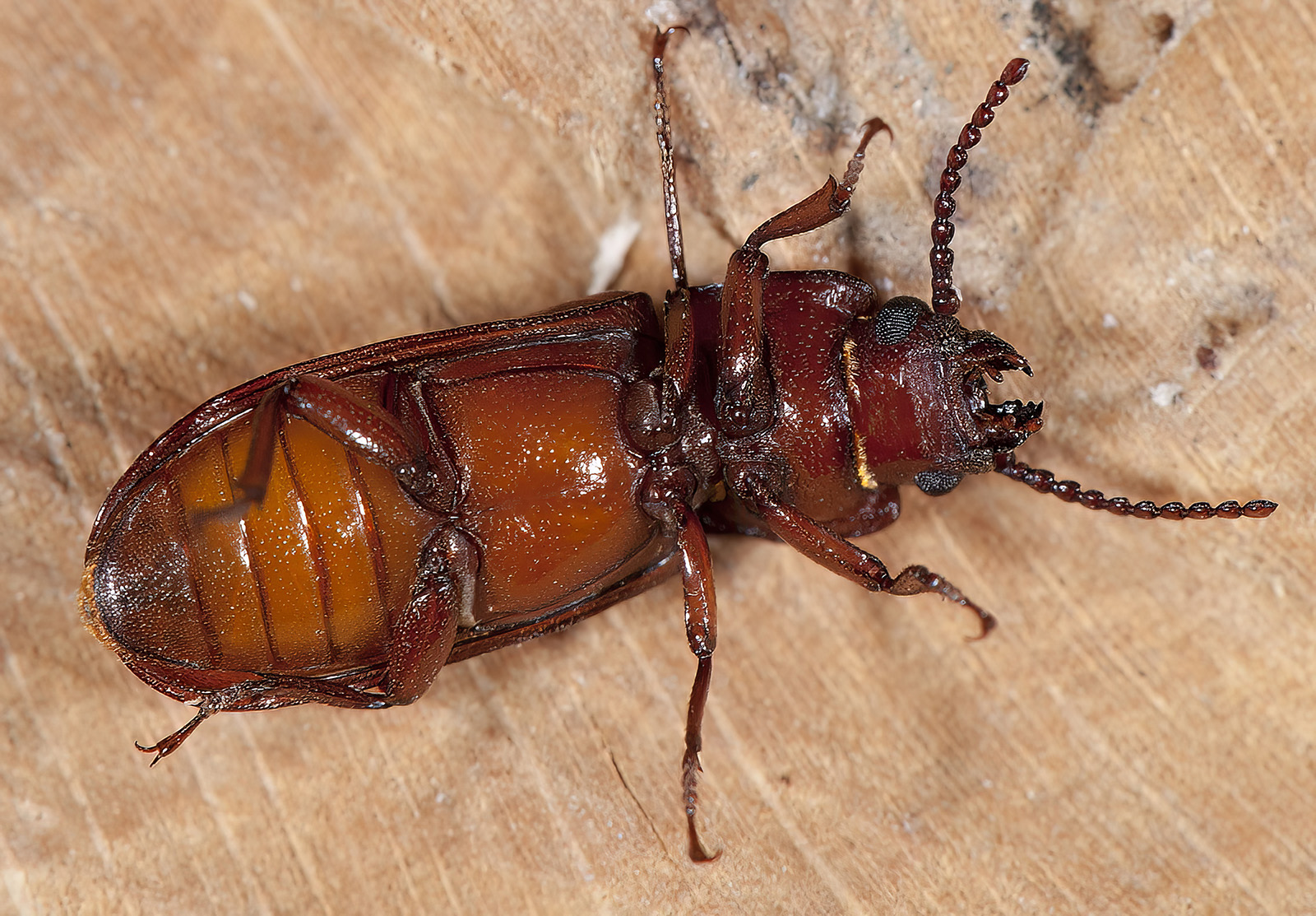 Parandra brunnea